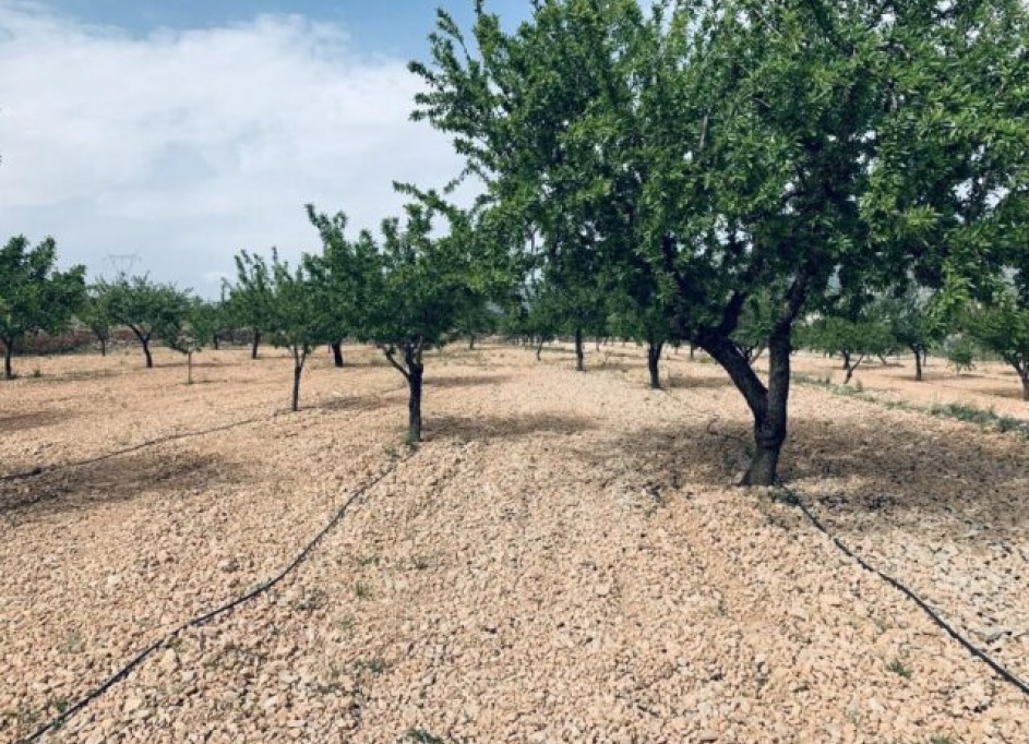 Sale - Plot Land -
La Romana