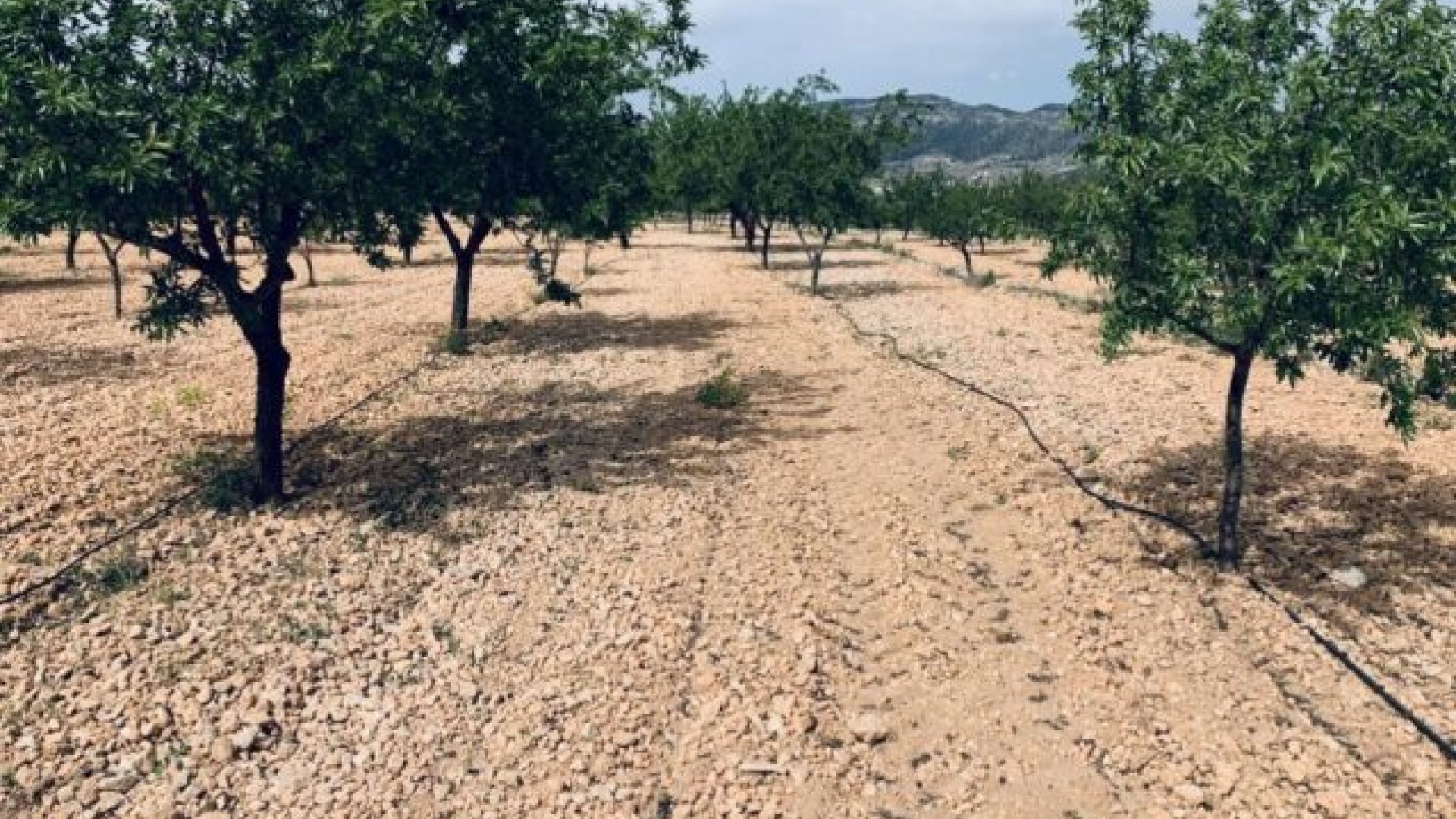 Sale - Plot Land -
La Romana