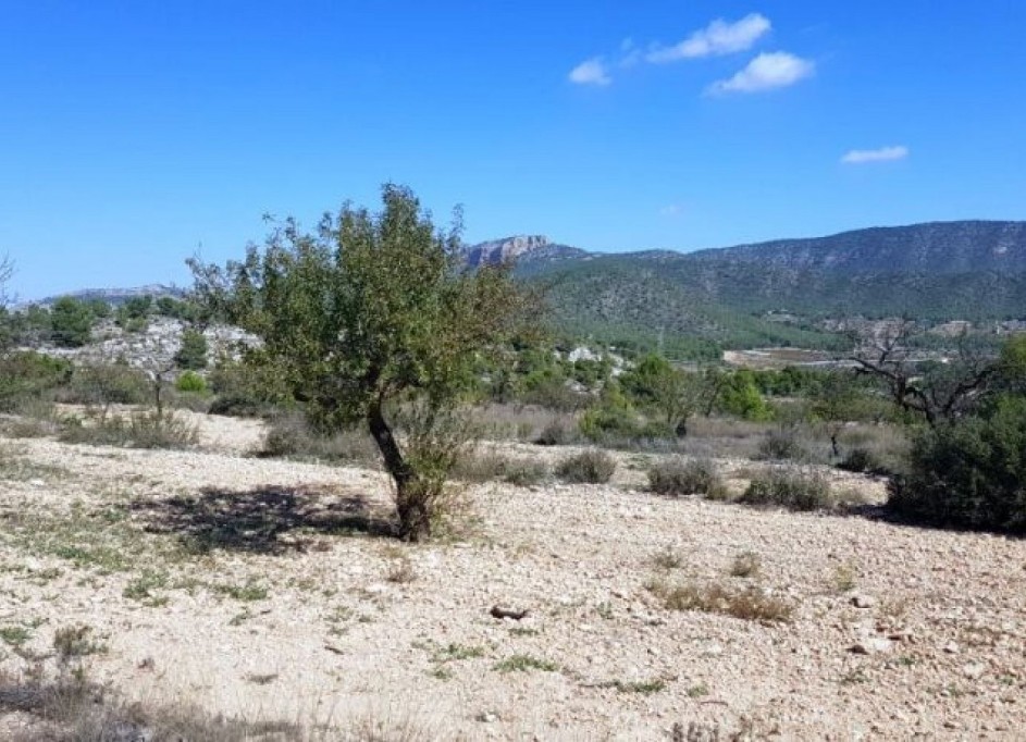 Sale - Plot Land -
Monóvar