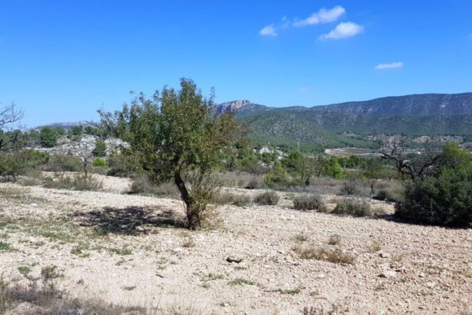 Sale - Plot Land -
Monóvar