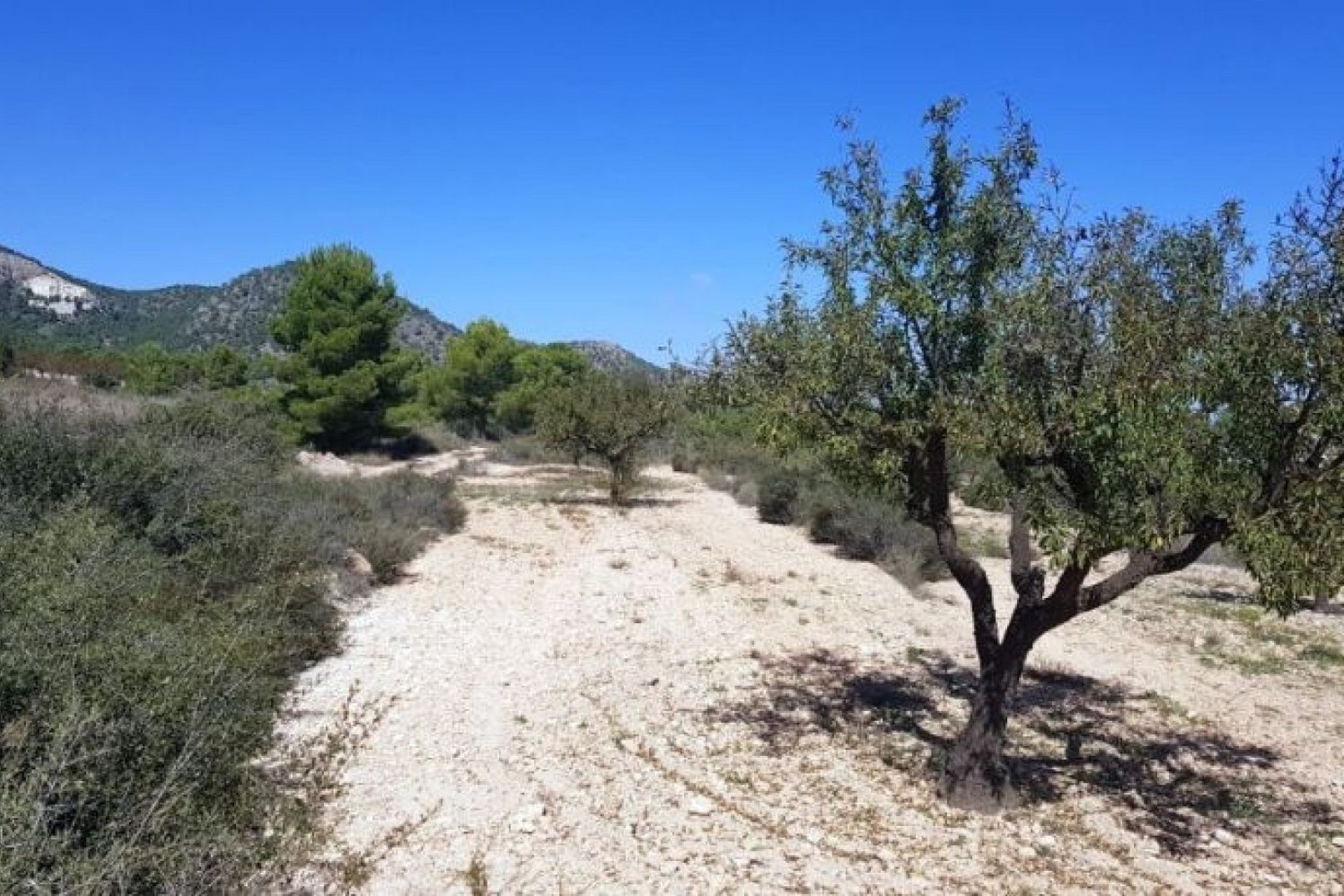 Sale - Plot Land -
Monóvar