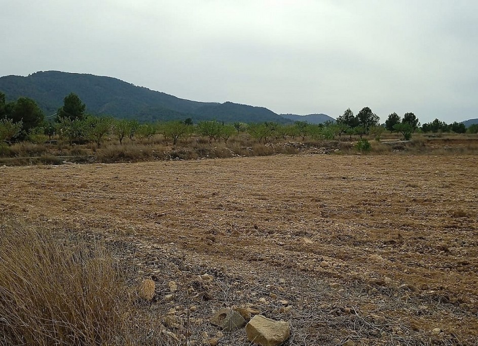 Sale - Plot Land -
Monóvar