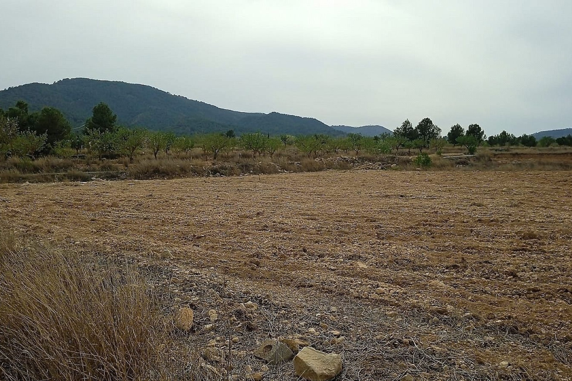 Sale - Plot Land -
Monóvar