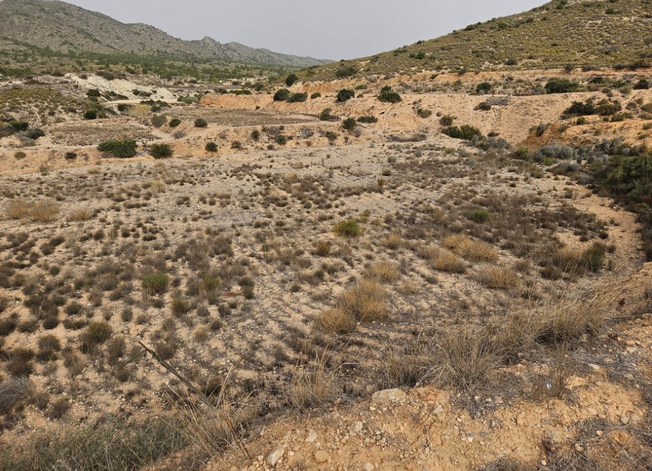 Sale - Plot Land -
Novelda