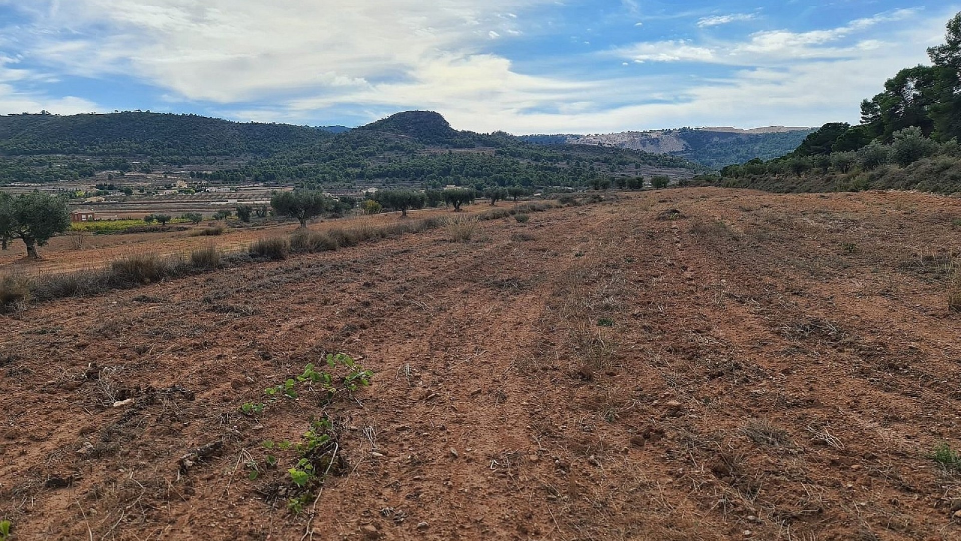 Sale - Plot Land -
Pinoso
