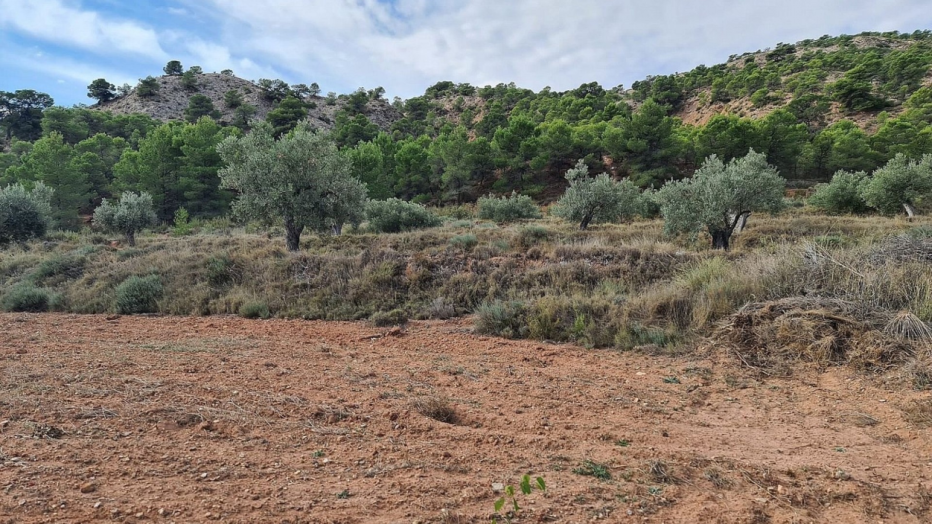 Sale - Plot Land -
Pinoso