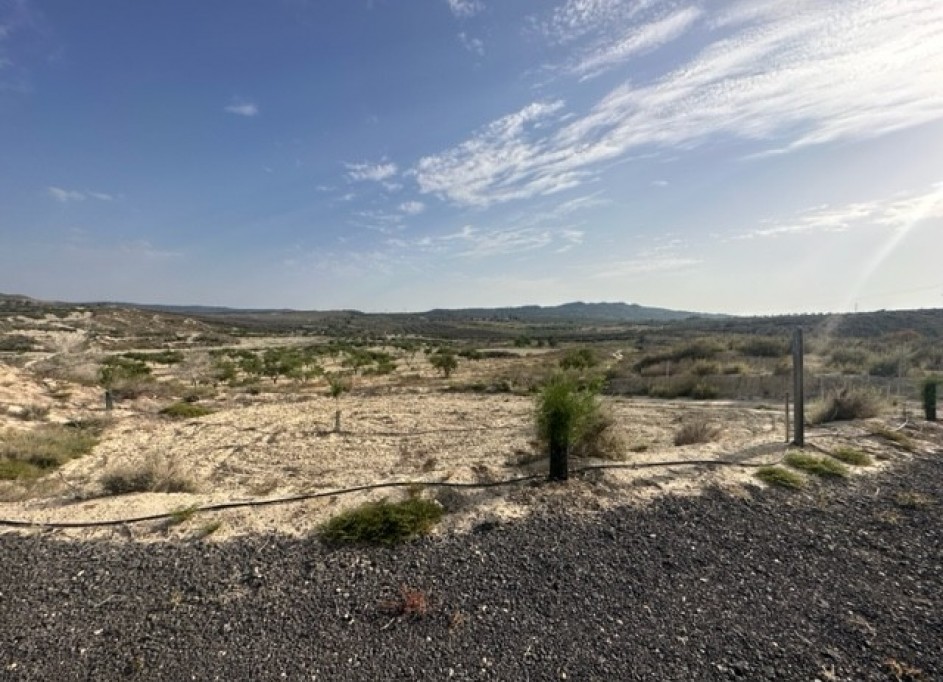 Sale - Plot Land -
Torremendo