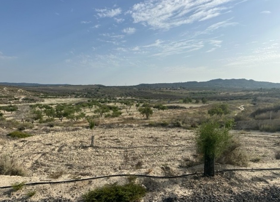 Sale - Plot Land -
Torremendo