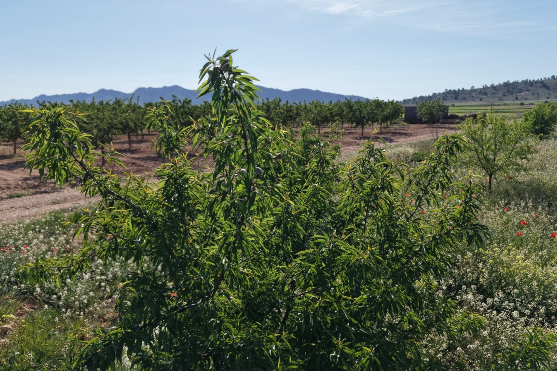 Sale - Plot Land -
Yecla - Yecla Murcia