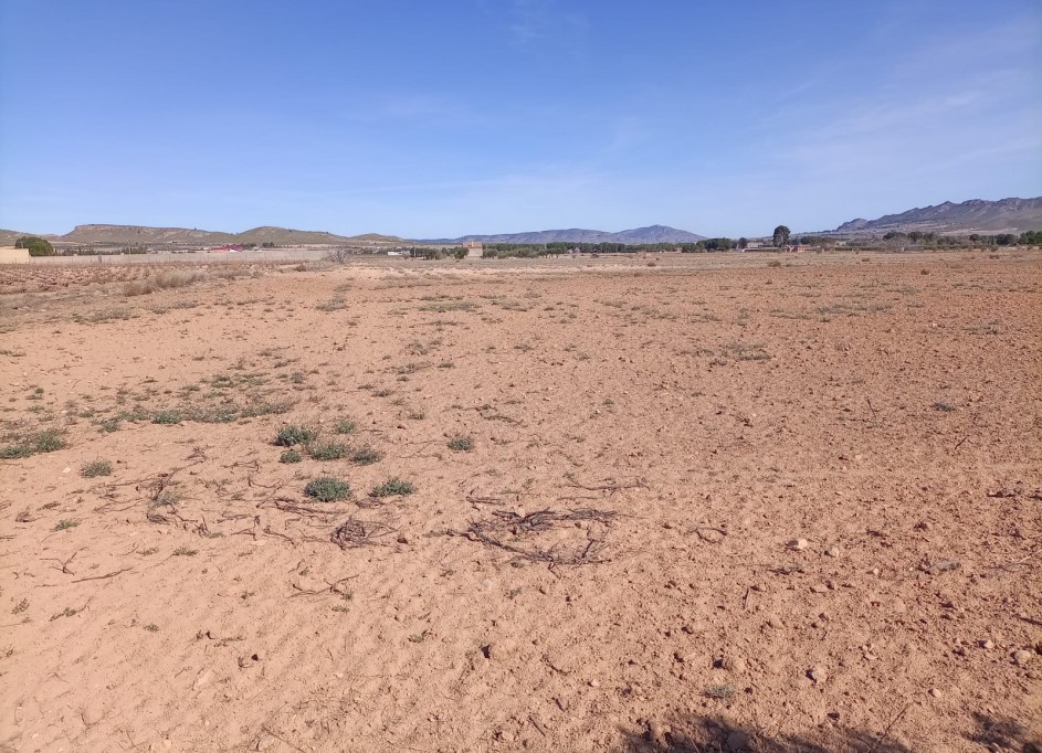Sale - Plot Land -
Yecla