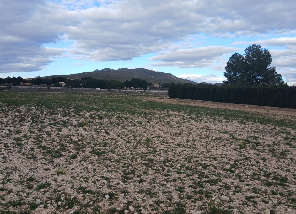 Sale - Plot Land -
Yecla
