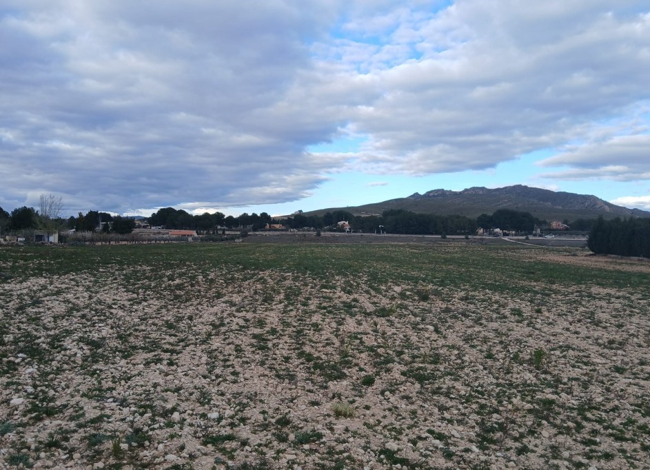Sale - Plot Land -
Yecla