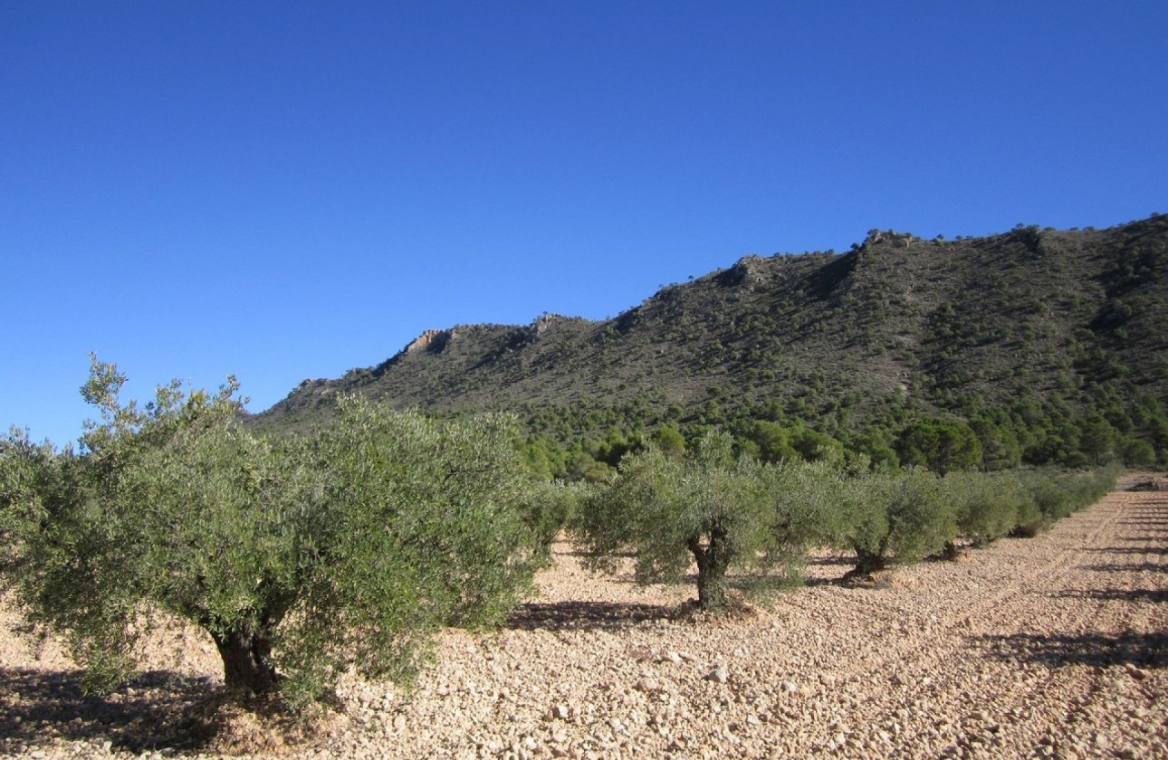 Sale - Plot Land -
Yecla