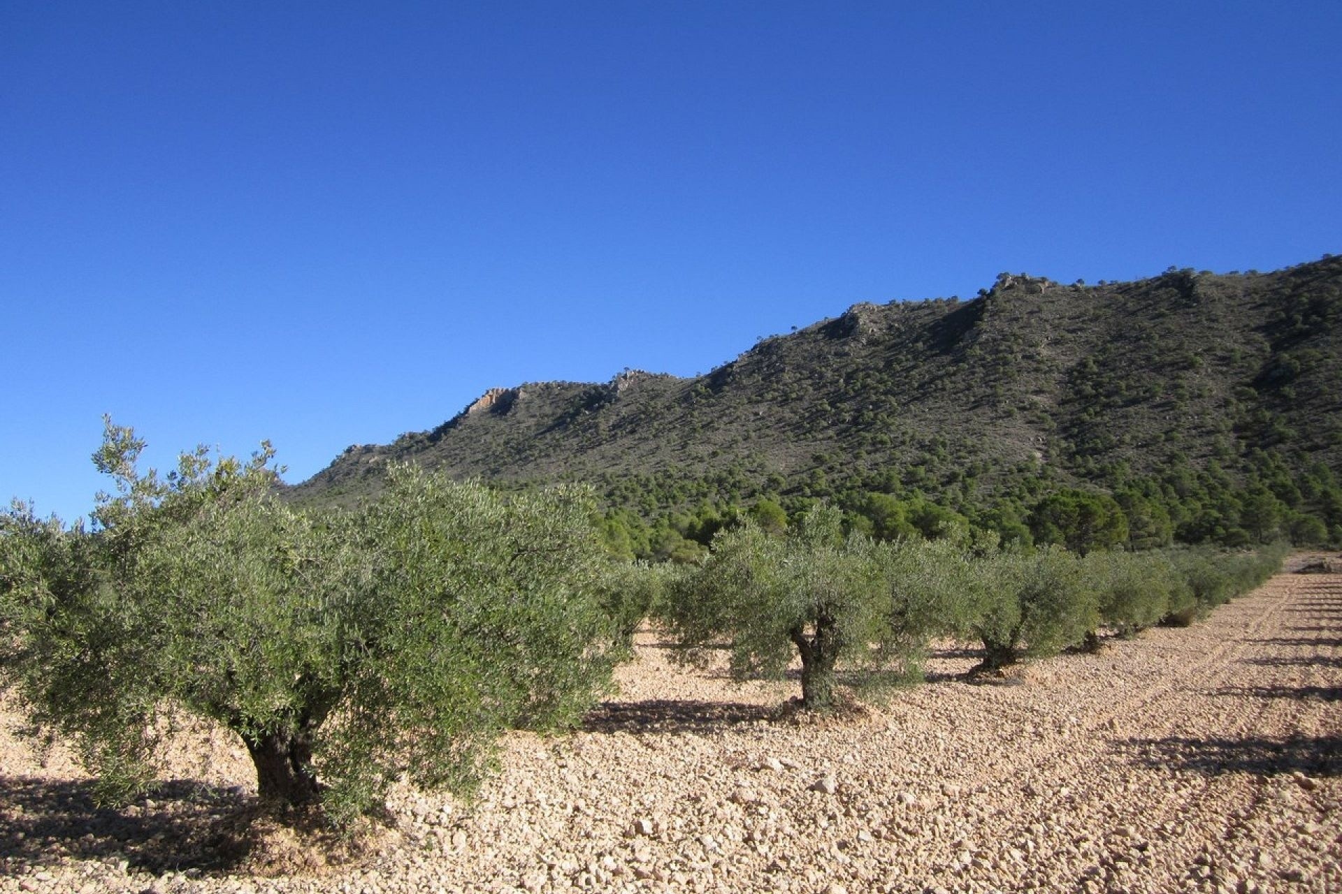 Sale - Plot Land -
Yecla