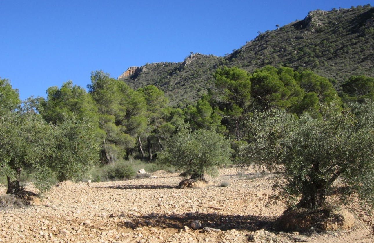 Sale - Plot Land -
Yecla