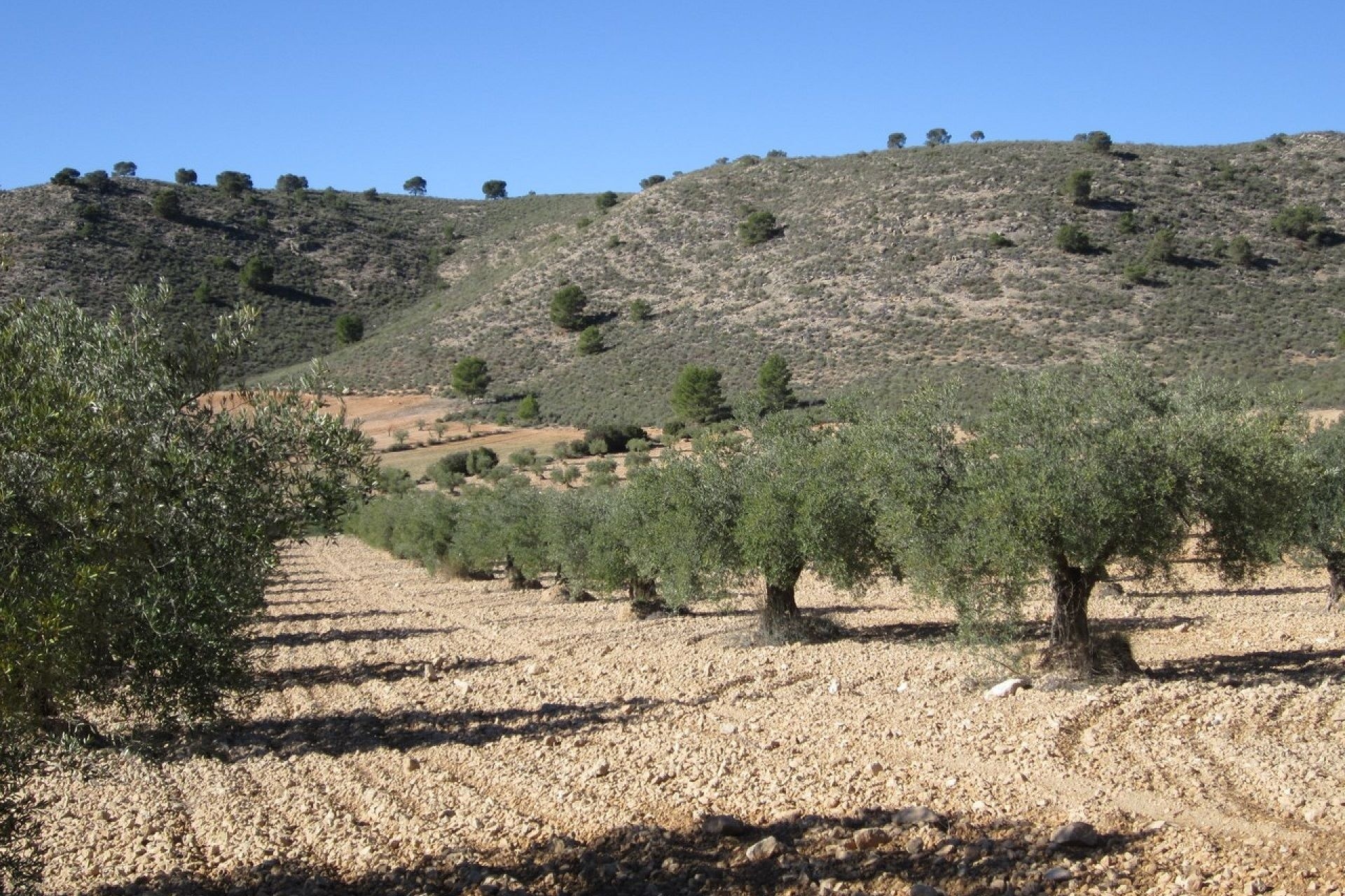 Sale - Plot Land -
Yecla