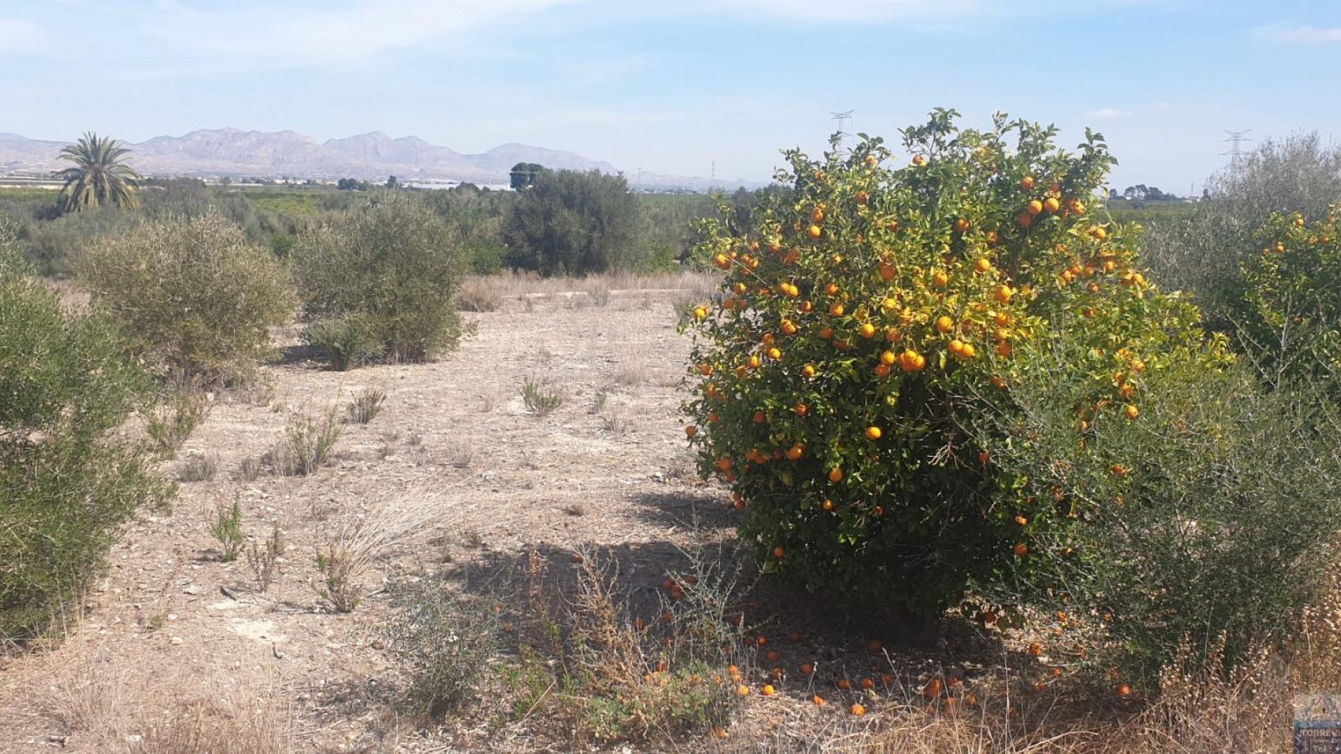 Sale - Terreno -
Benferri - HUERTA PUEBLO