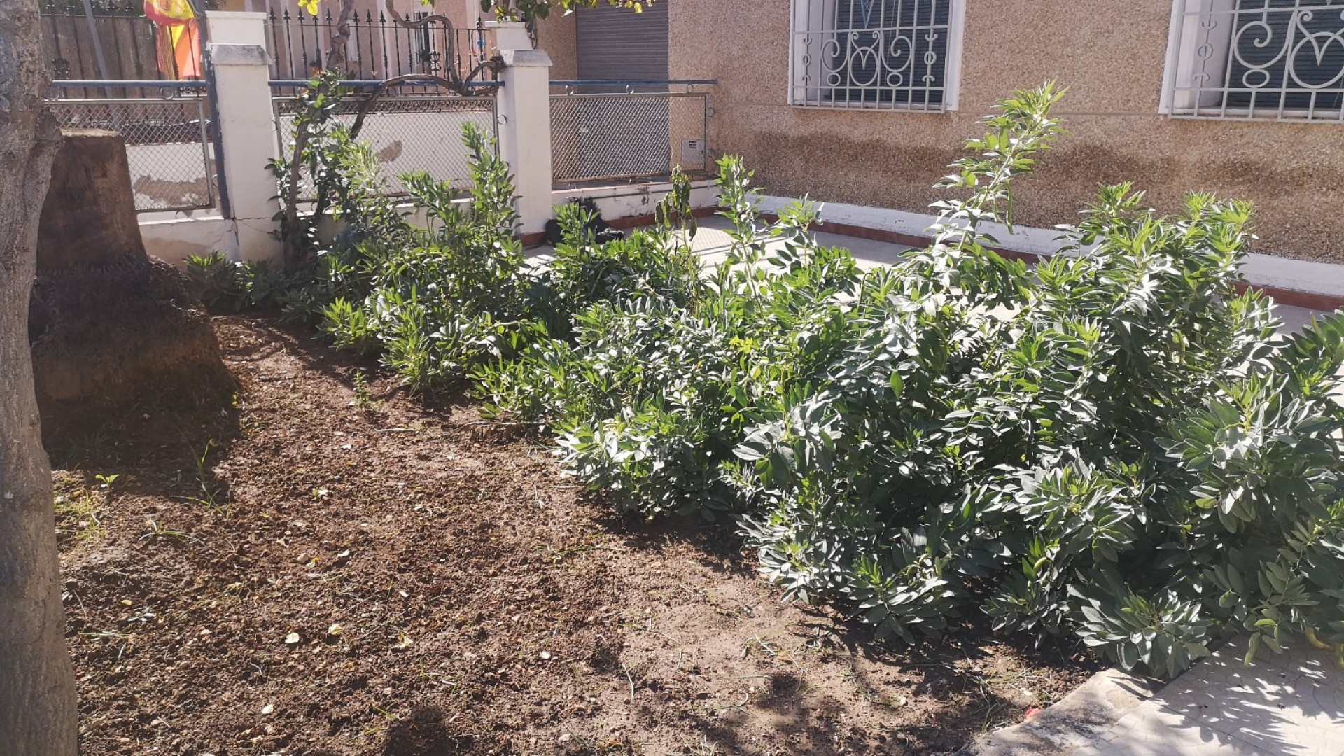 Sprzedaż - Dom miejski -
Los Montesinos