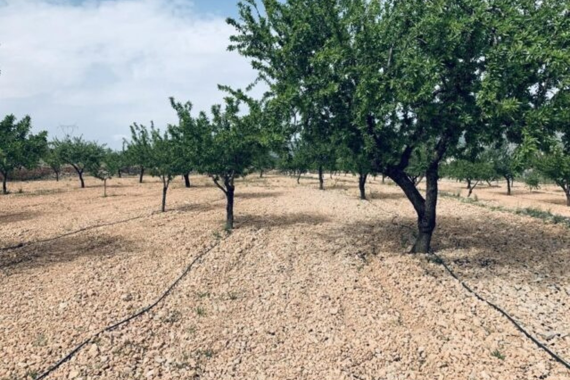 Sprzedaż - Działka / Grunt -
La Romana