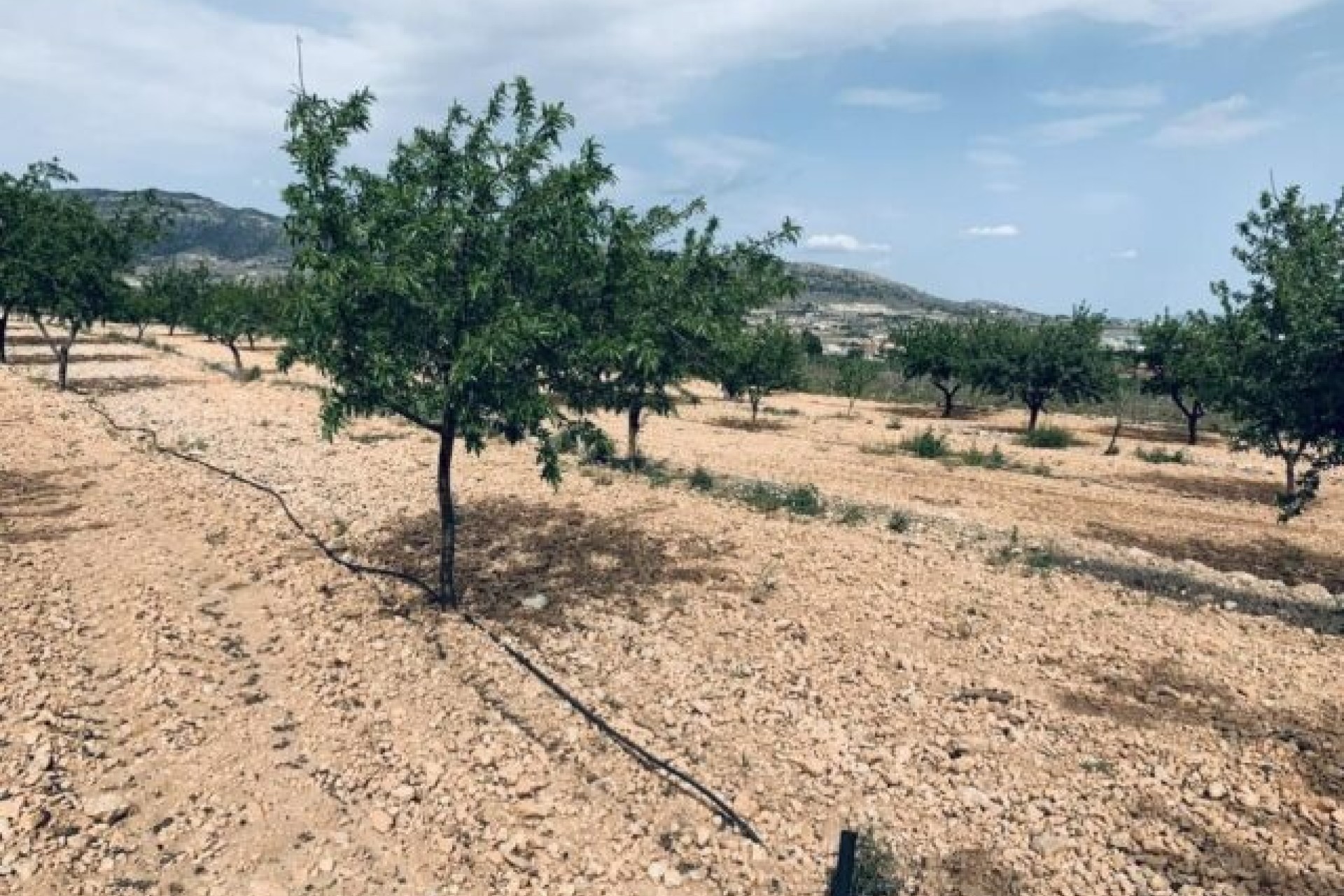 Sprzedaż - Działka / Grunt -
La Romana