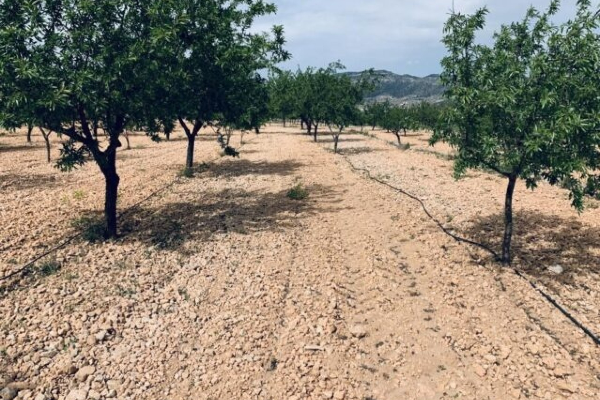 Sprzedaż - Działka / Grunt -
La Romana