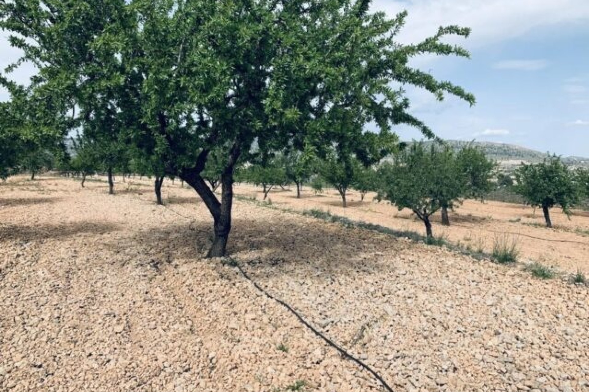 Sprzedaż - Działka / Grunt -
La Romana