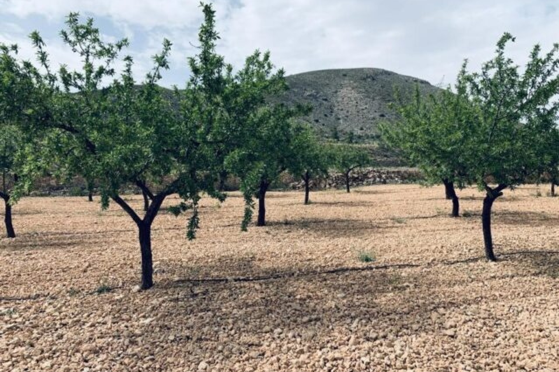 Sprzedaż - Działka / Grunt -
La Romana