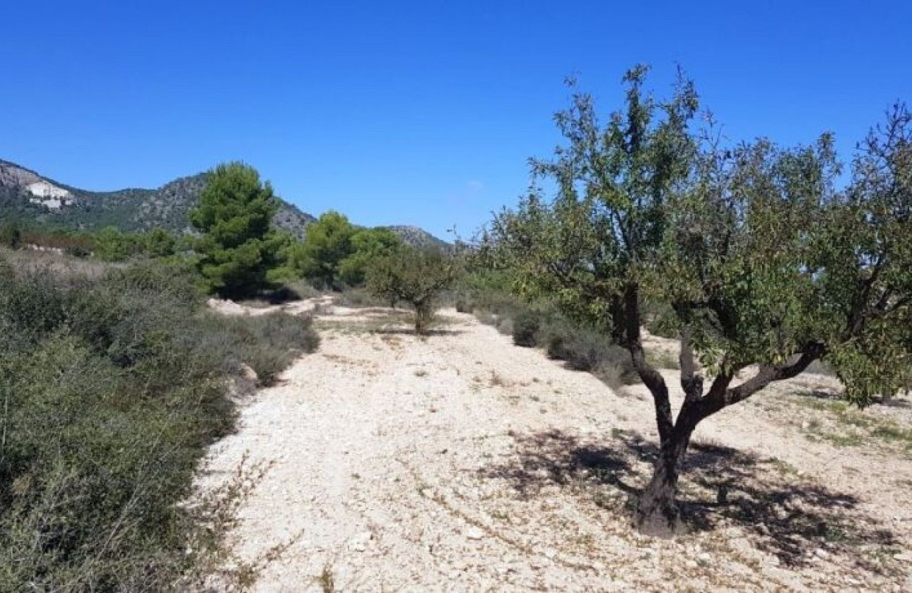 Sprzedaż - Działka / Grunt -
Monóvar