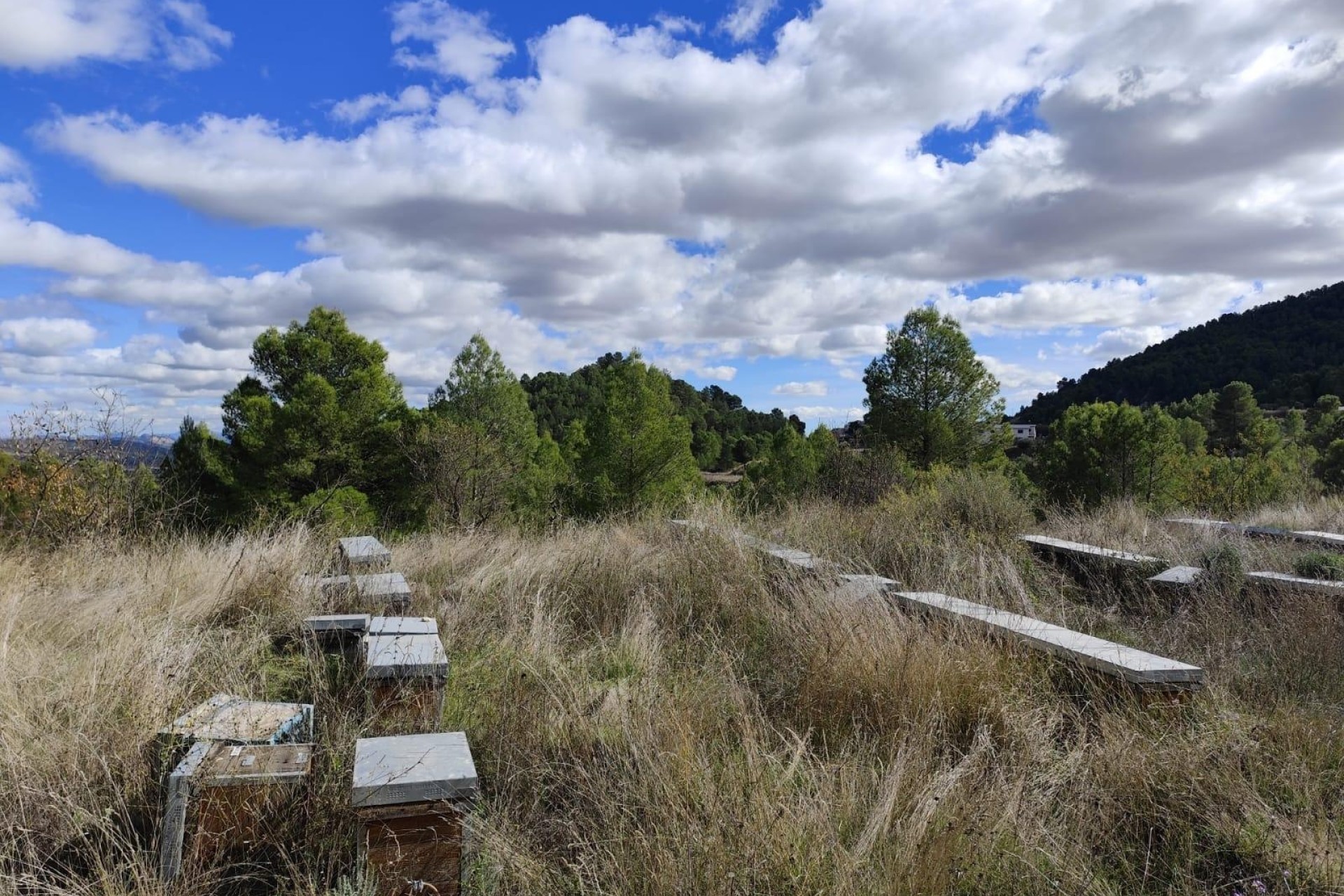 Sprzedaż - Działka Grunt -
Moratalla