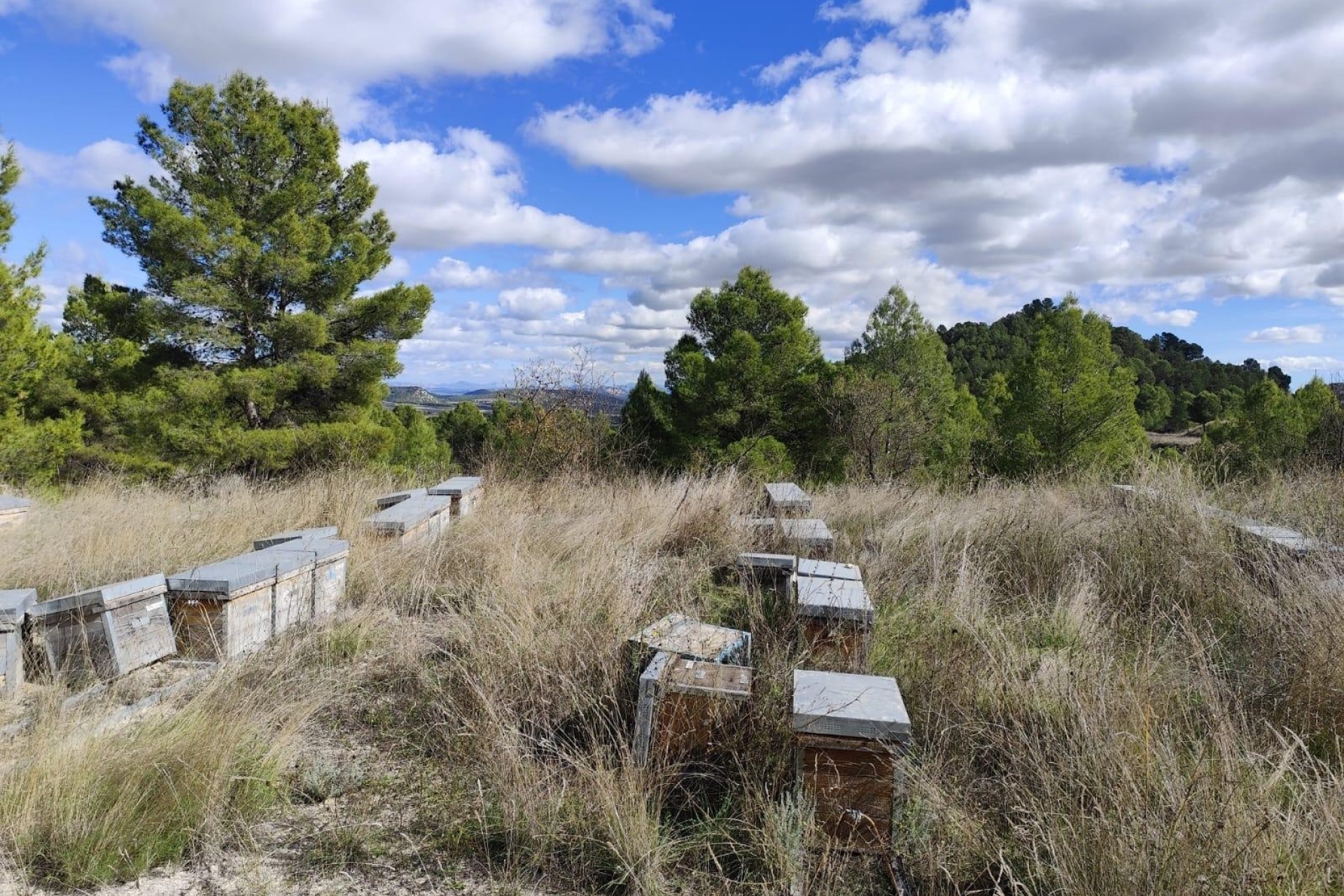 Sprzedaż - Działka Grunt -
Moratalla