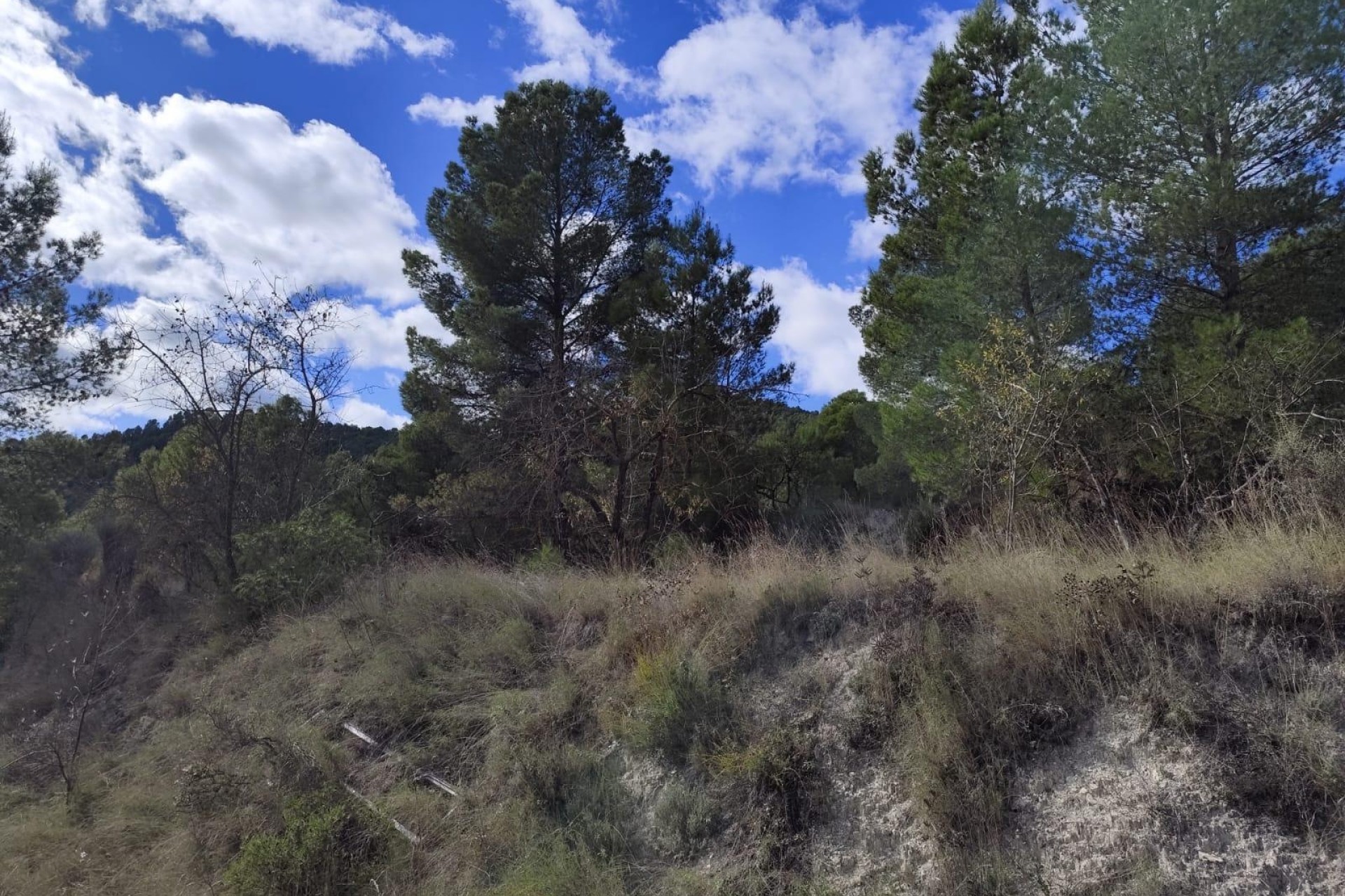 Sprzedaż - Działka Grunt -
Moratalla