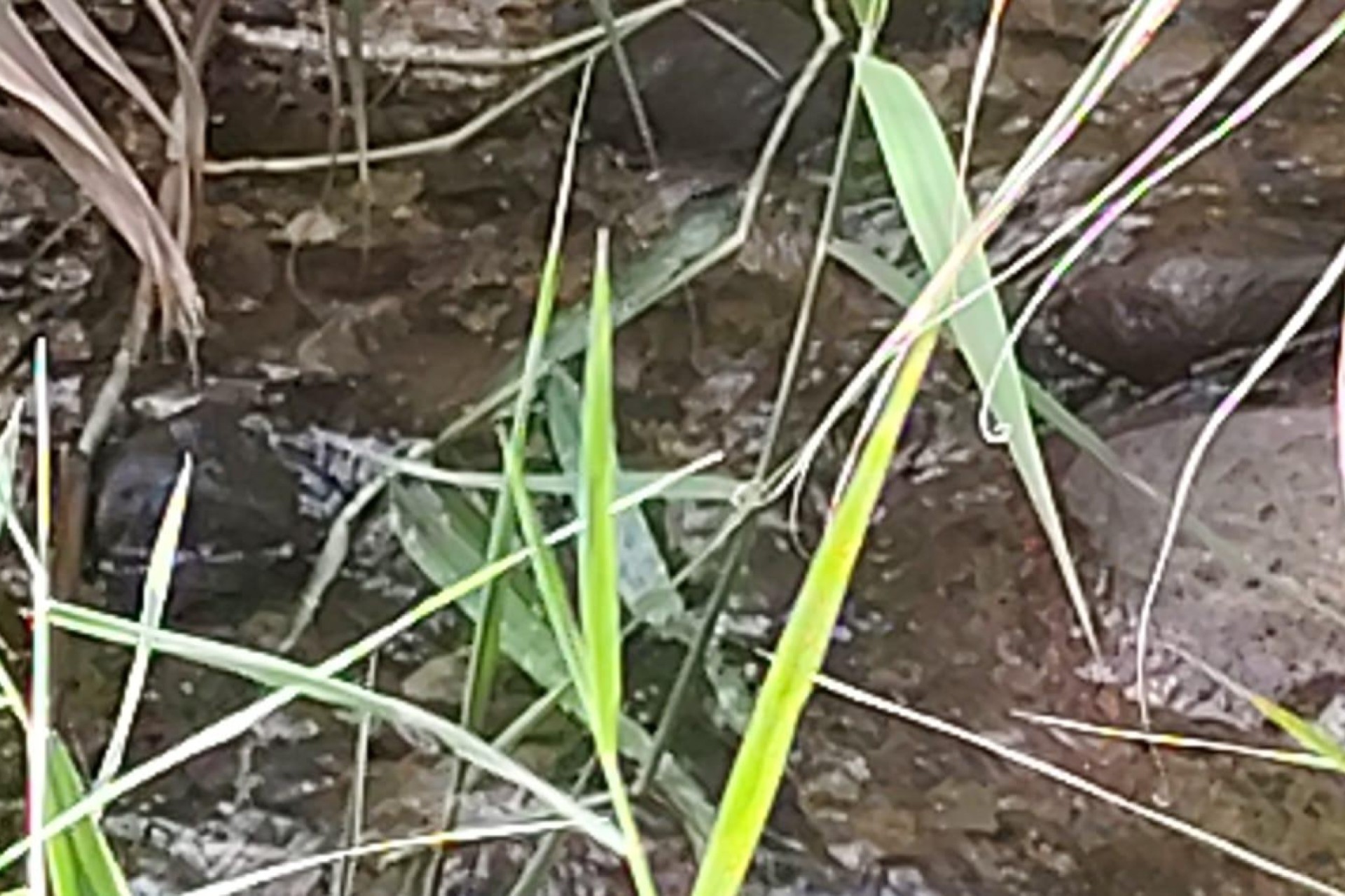 Sprzedaż - Działka Grunt -
Moratalla