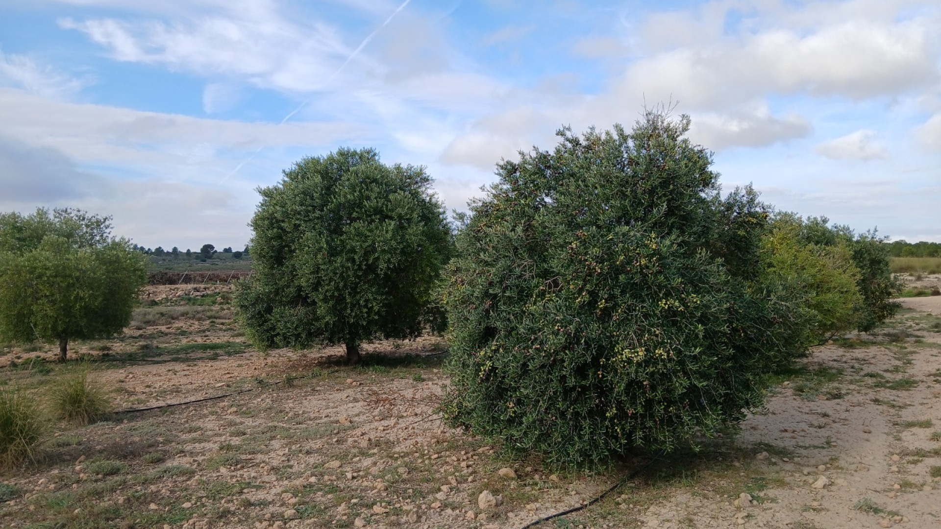 Sprzedaż - Działka Grunt -
Yecla