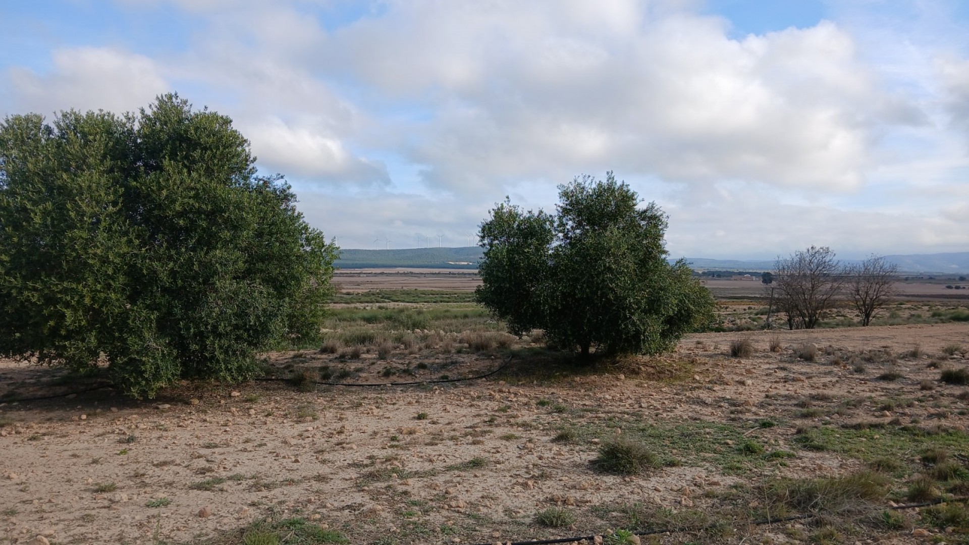 Sprzedaż - Działka Grunt -
Yecla
