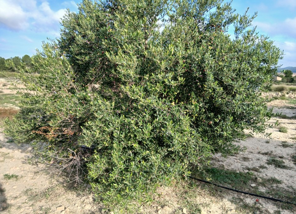 Sprzedaż - Działka Grunt -
Yecla