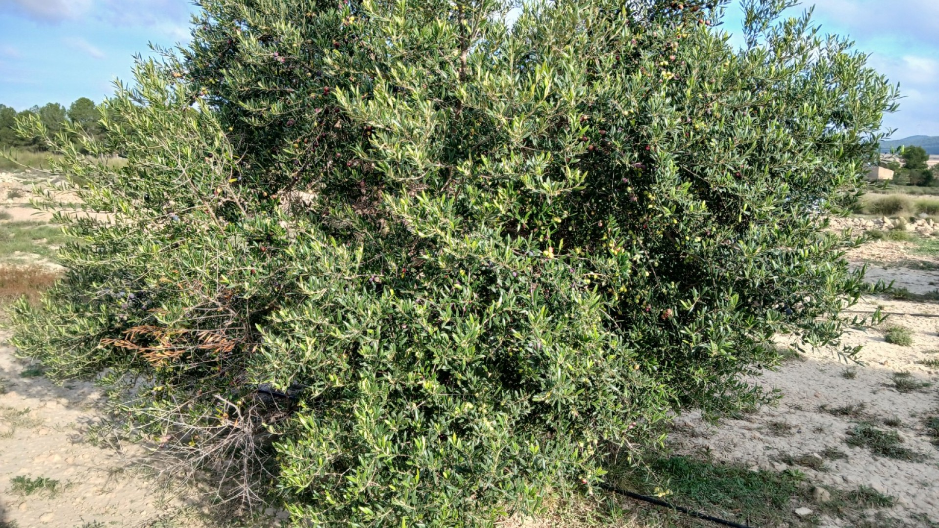 Sprzedaż - Działka Grunt -
Yecla