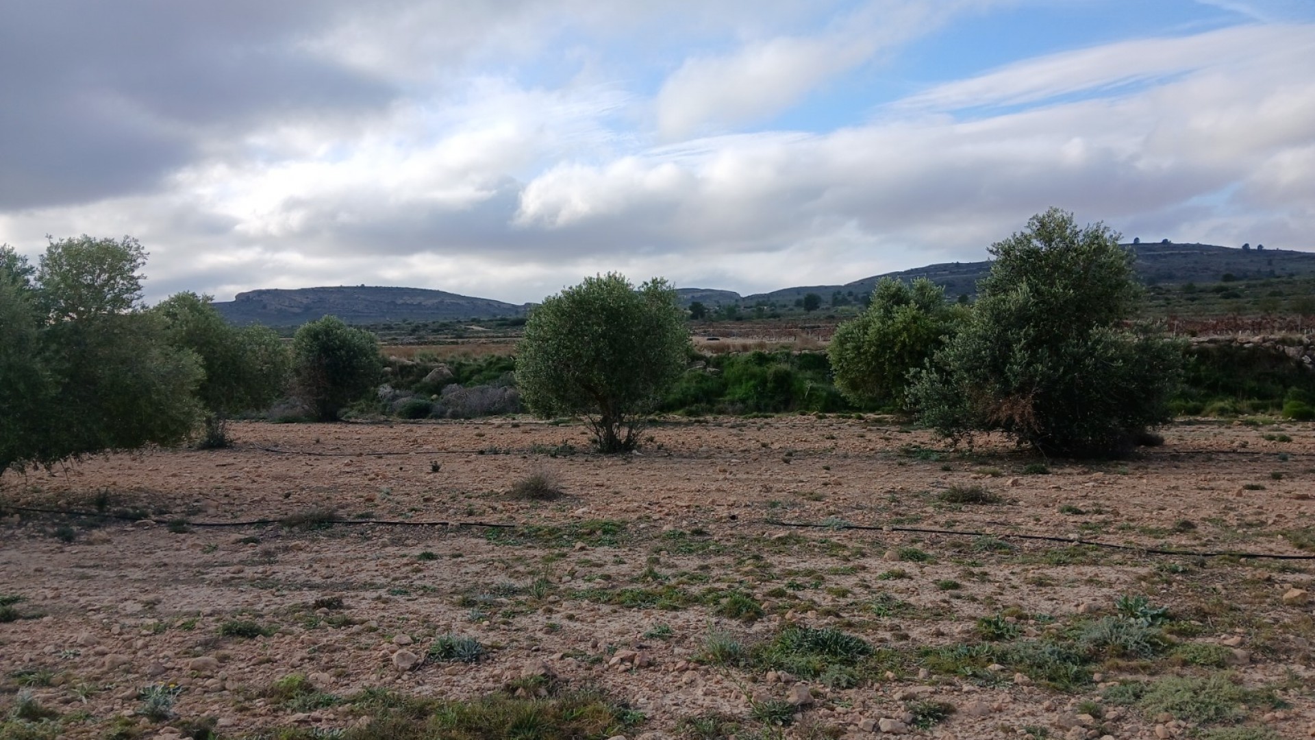 Sprzedaż - Działka Grunt -
Yecla