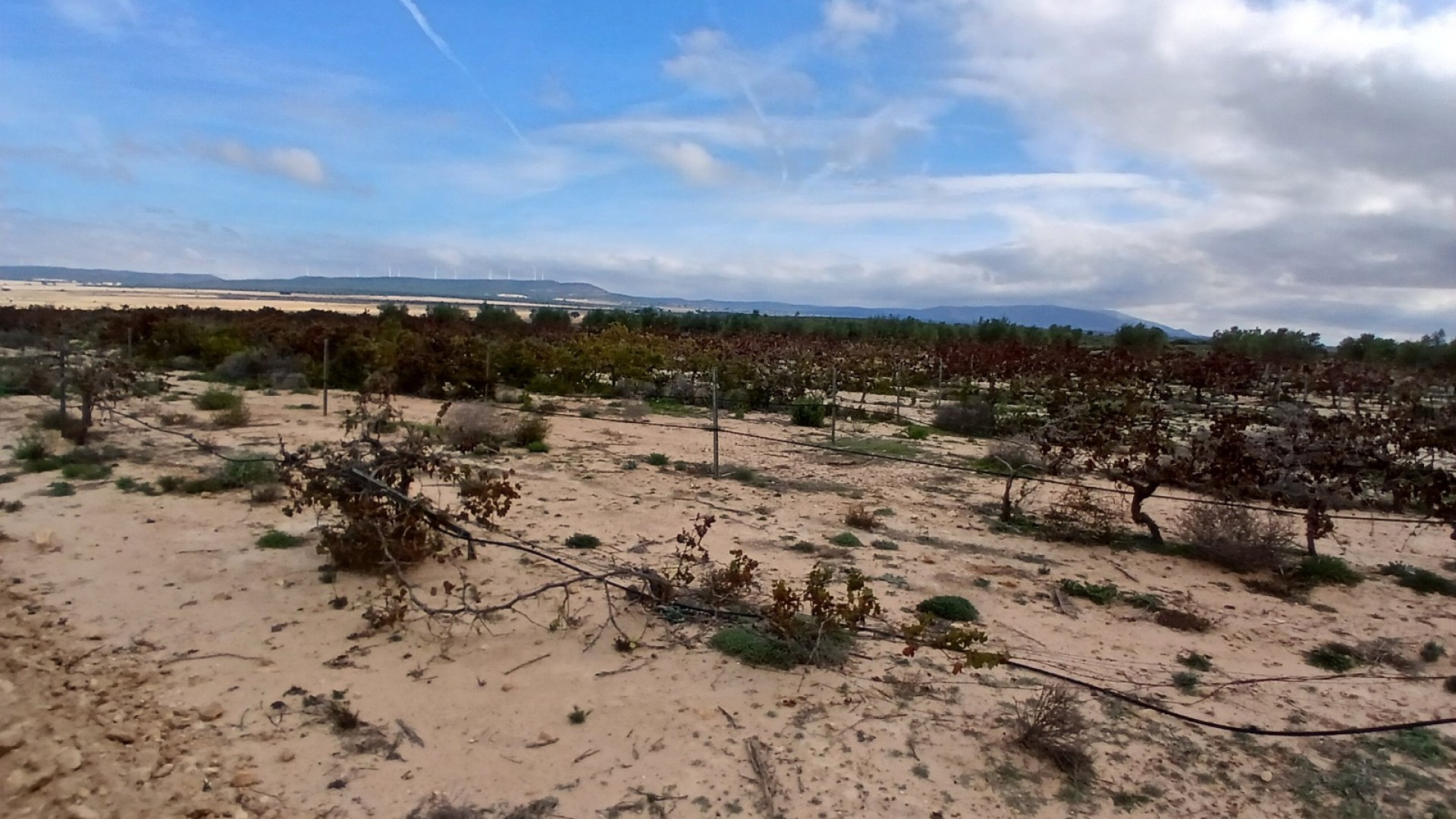 Sprzedaż - Działka Grunt -
Yecla