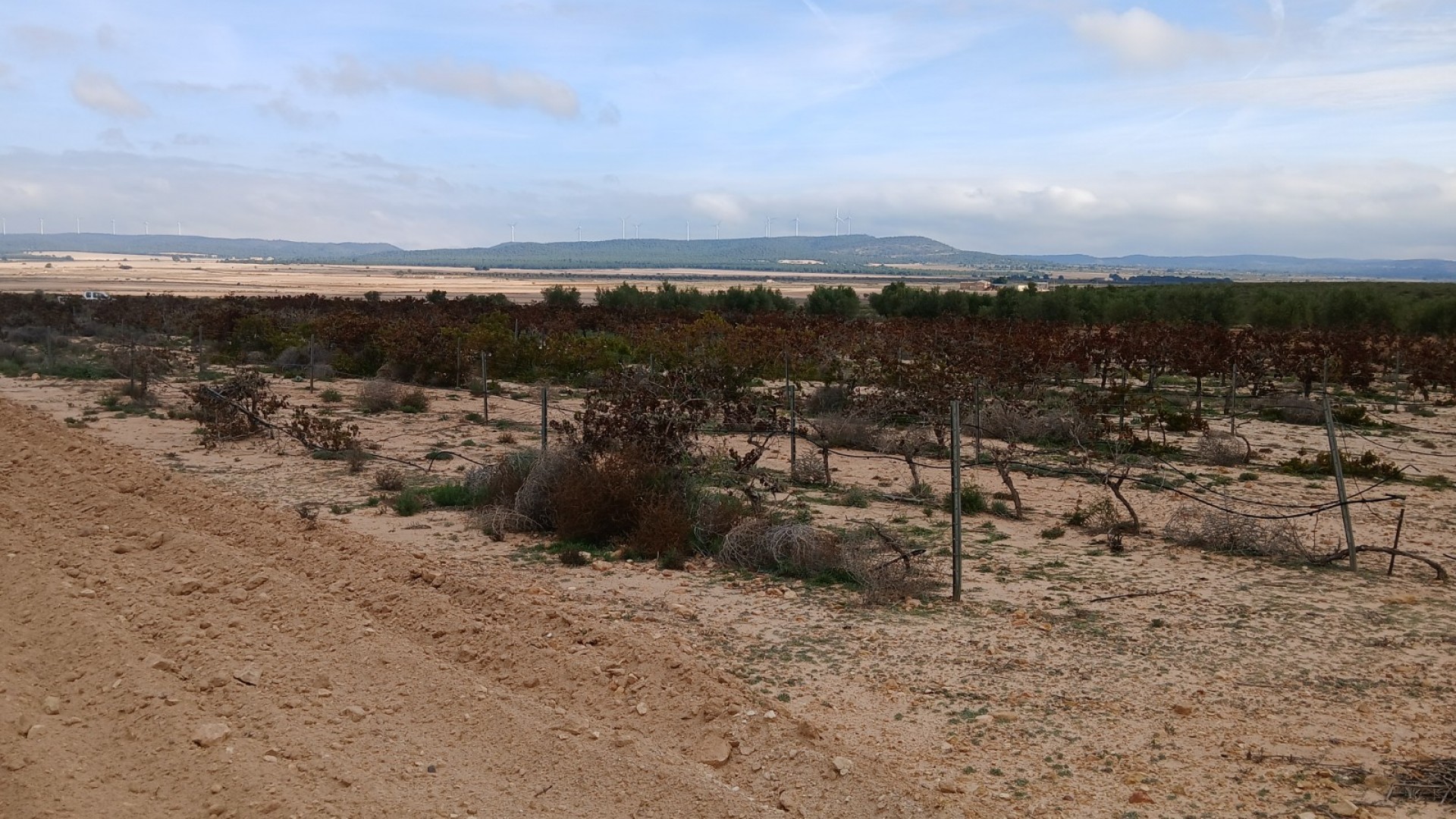 Sprzedaż - Działka Grunt -
Yecla