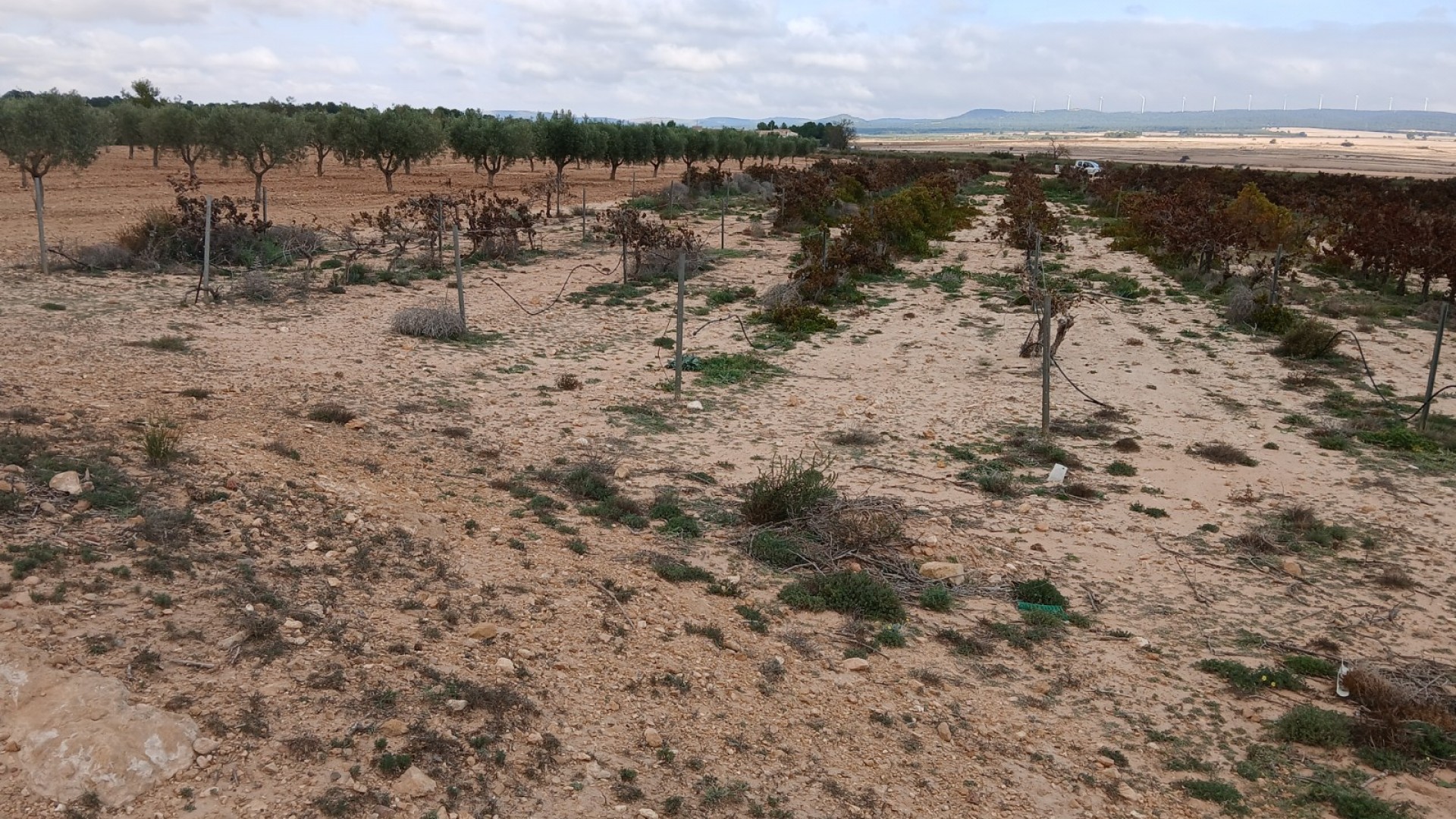 Sprzedaż - Działka Grunt -
Yecla