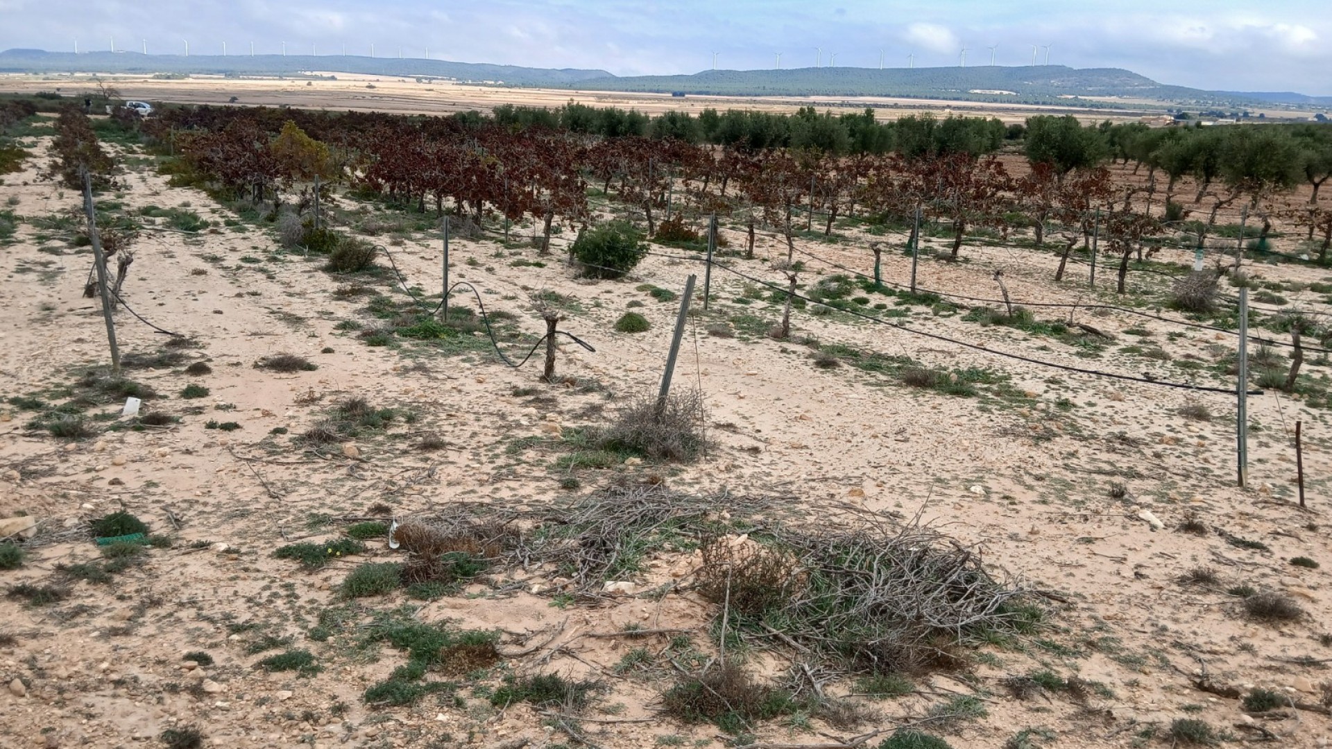 Sprzedaż - Działka Grunt -
Yecla