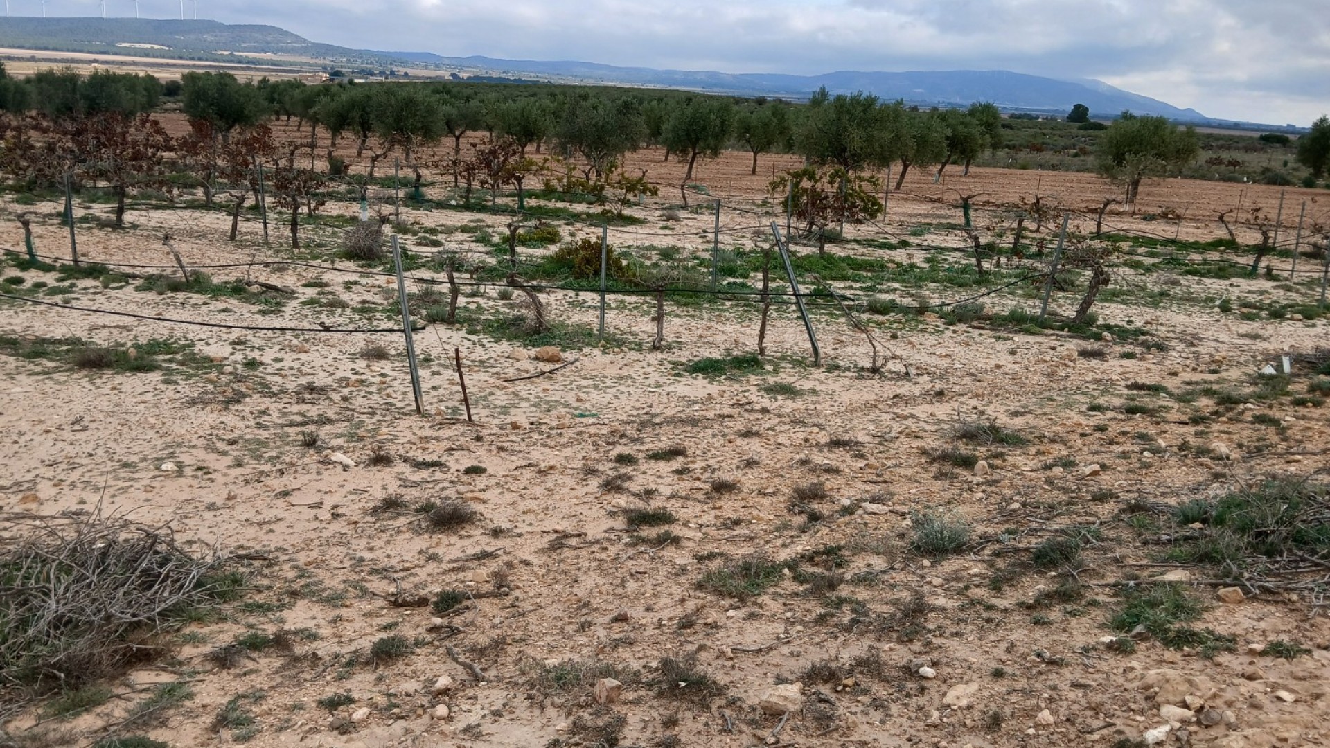 Sprzedaż - Działka Grunt -
Yecla