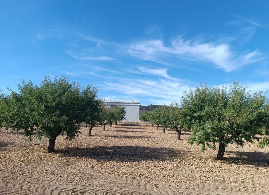 Sprzedaż - Działka Grunt -
Yecla