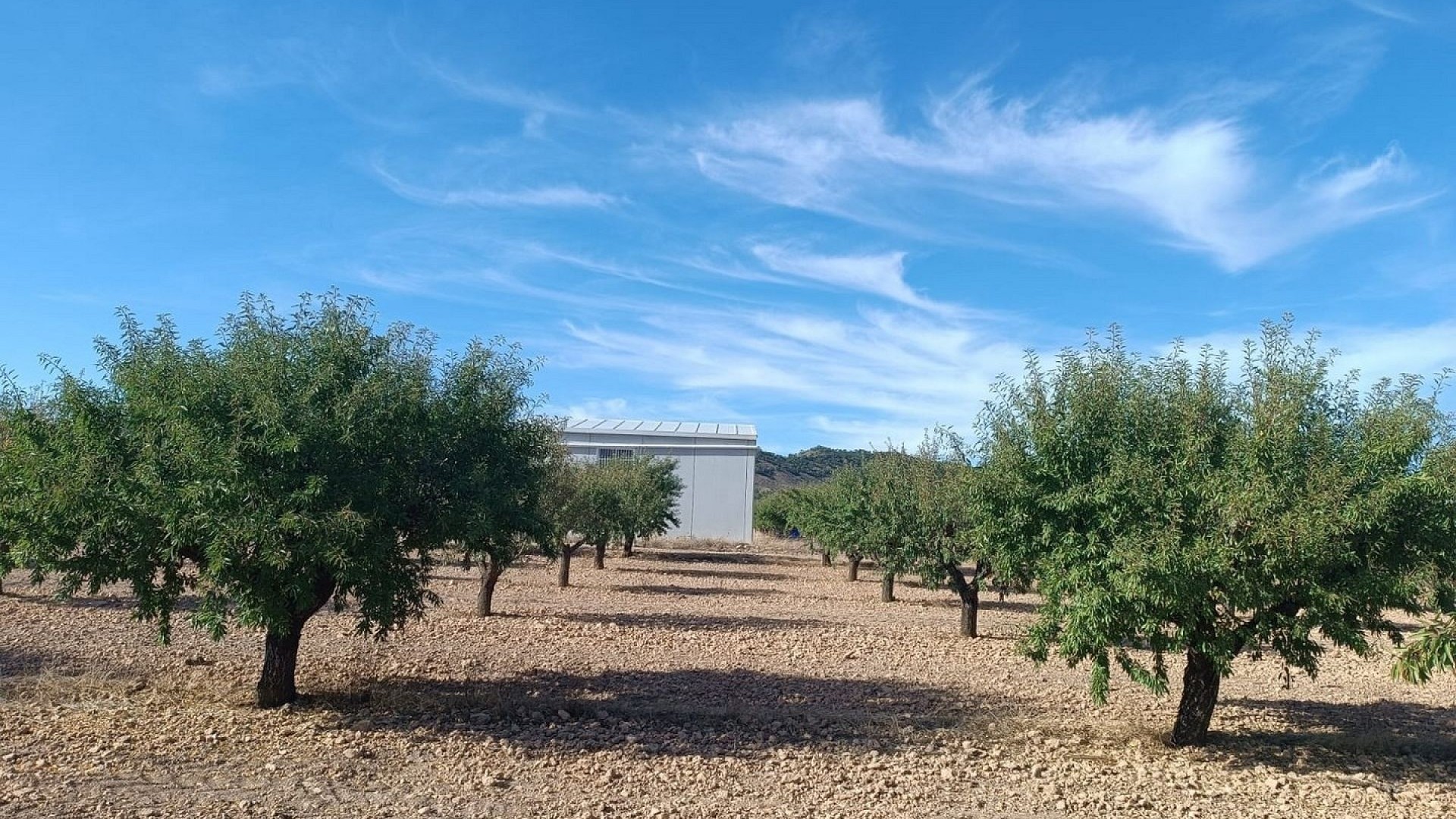 Sprzedaż - Działka Grunt -
Yecla