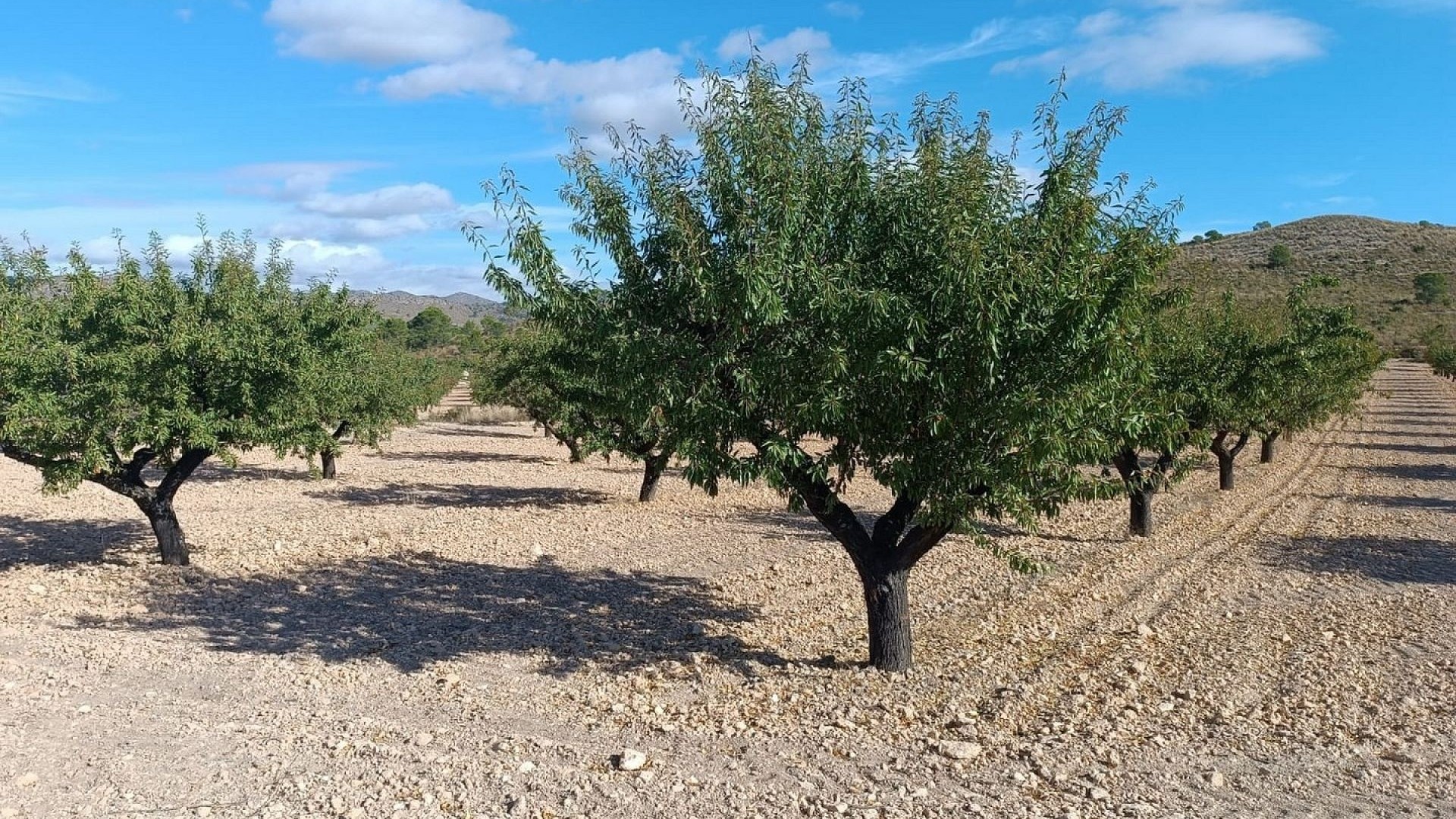 Sprzedaż - Działka Grunt -
Yecla