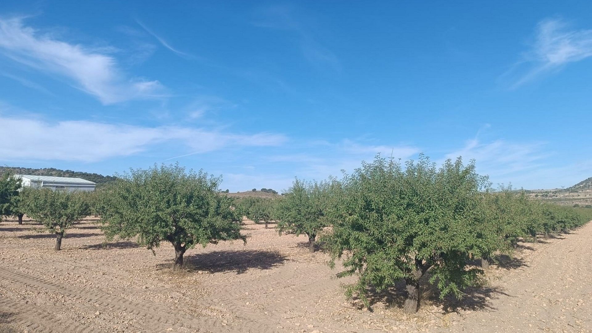 Sprzedaż - Działka Grunt -
Yecla