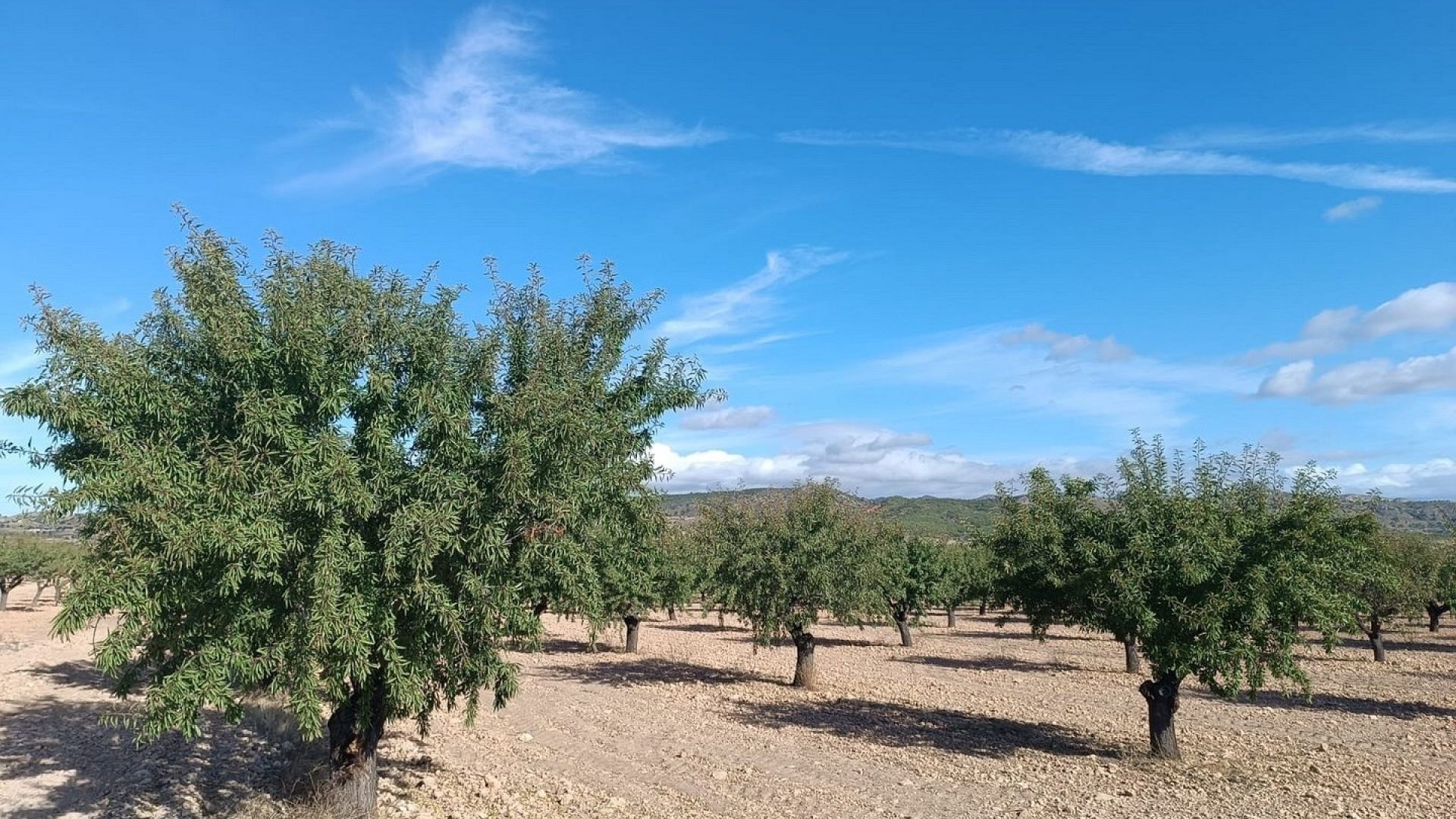 Sprzedaż - Działka Grunt -
Yecla