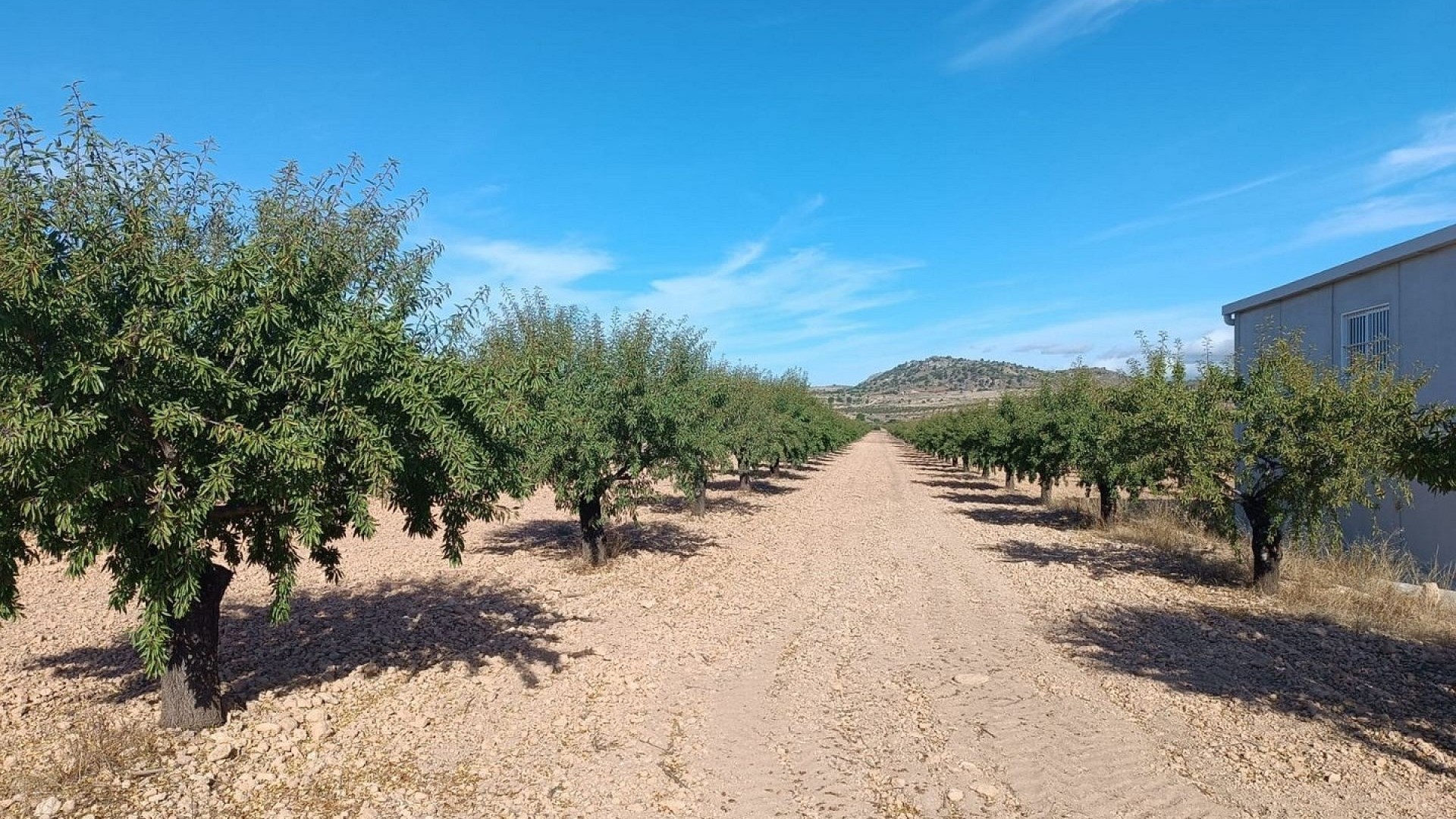 Sprzedaż - Działka Grunt -
Yecla