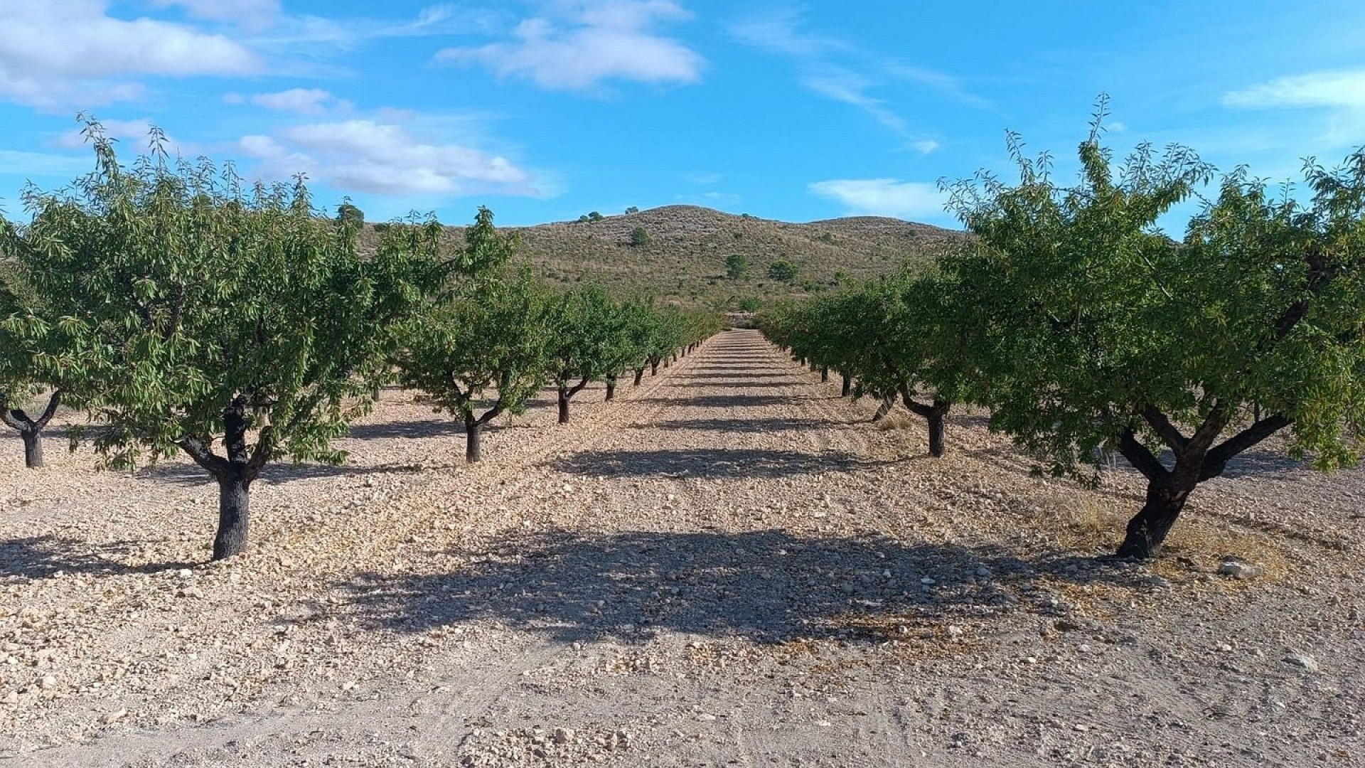 Sprzedaż - Działka Grunt -
Yecla