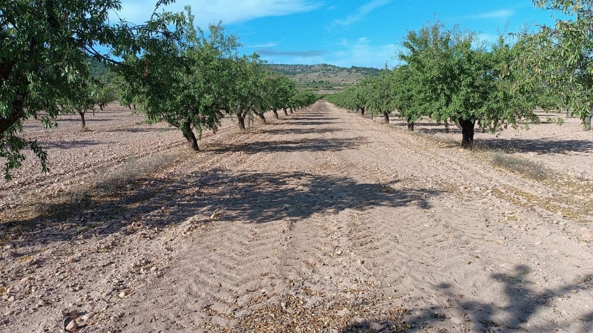Sprzedaż - Działka Grunt -
Yecla